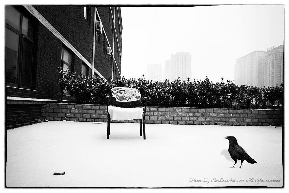 Nikon 1 J1 + Nikon 1 Nikkor 10mm F2.8 sample photo. Throne and crow photography