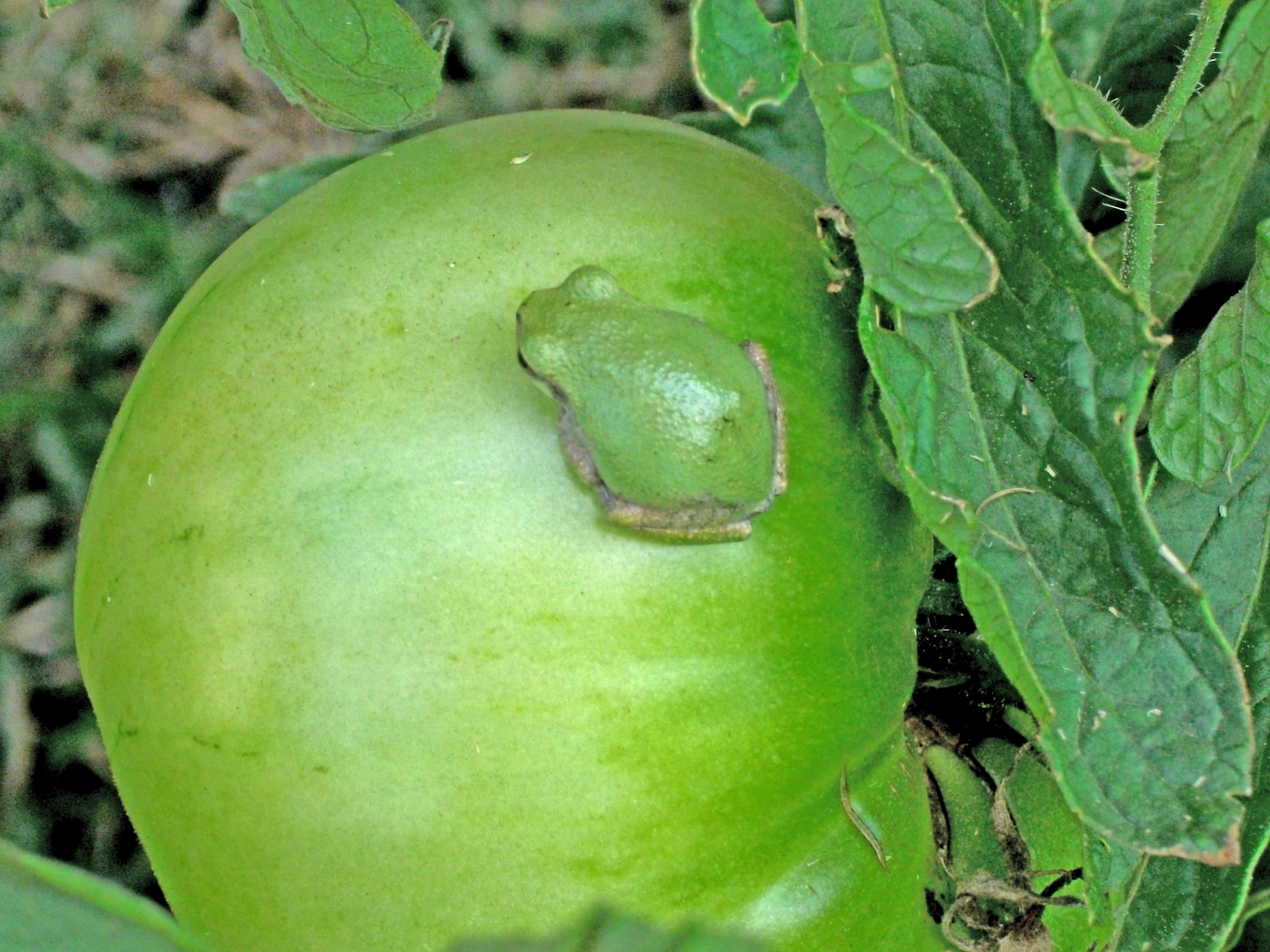Fujifilm A220 A230 sample photo. Little frog on tomato photography