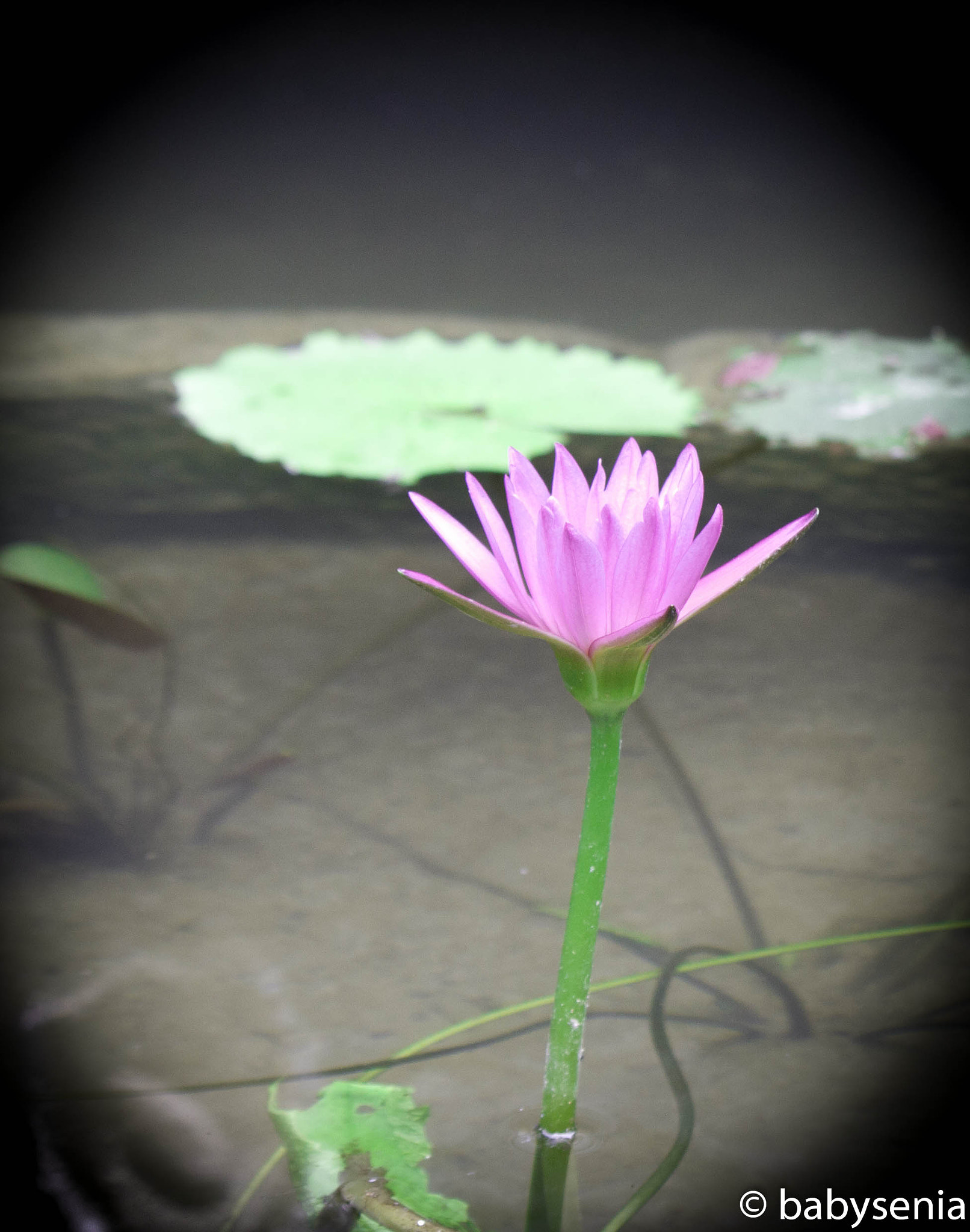 Canon EOS 500D (EOS Rebel T1i / EOS Kiss X3) sample photo. Water lily photography