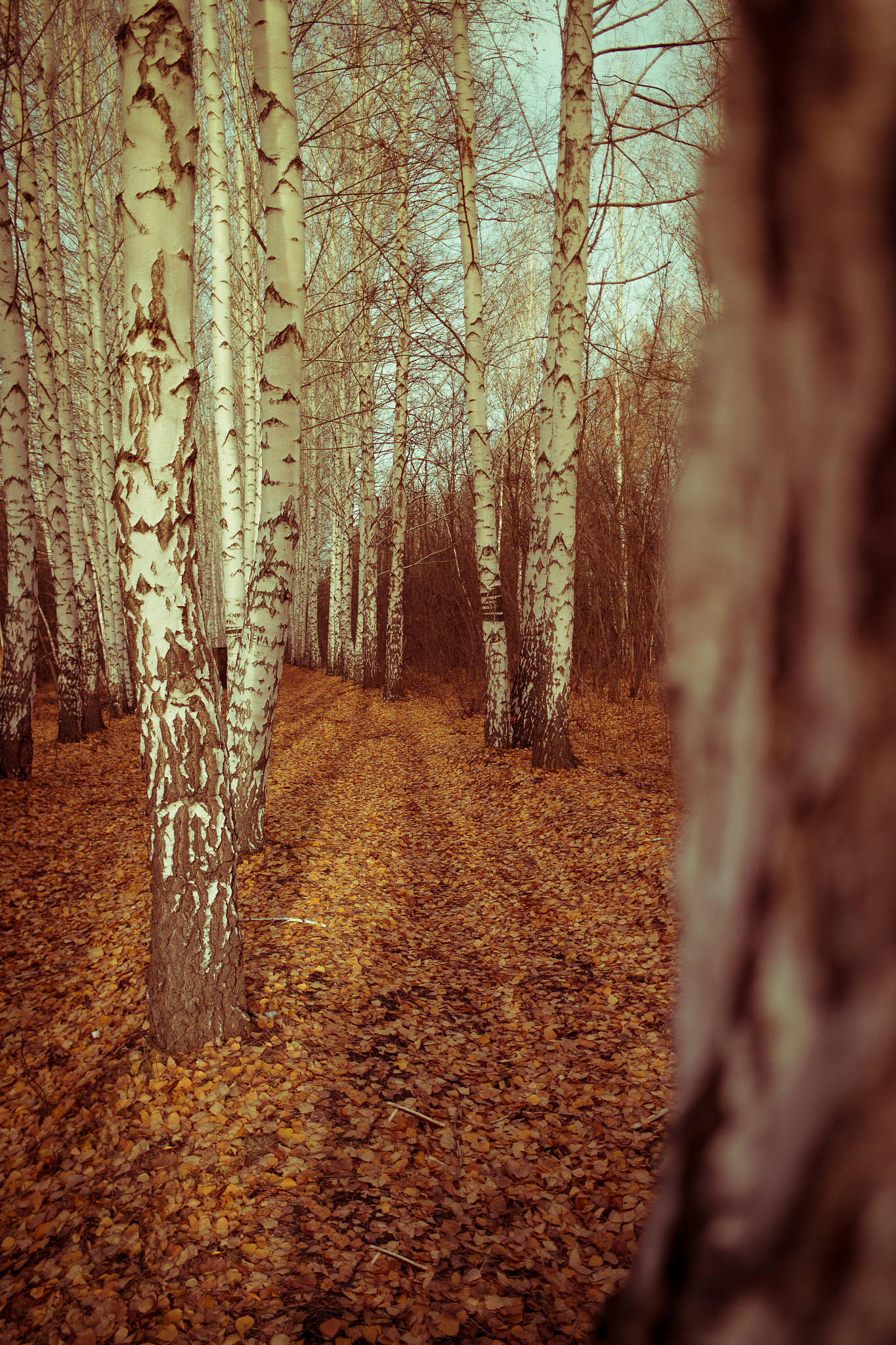 Samsung NX1000 + Samsung NX 16mm F2.4 Pancake sample photo. A walk in the autumn forest photography