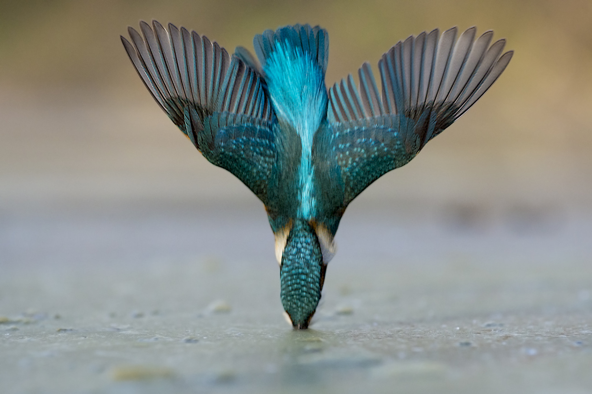 Nikon AF-S Nikkor 70-200mm F4G ED VR sample photo. Impact photography