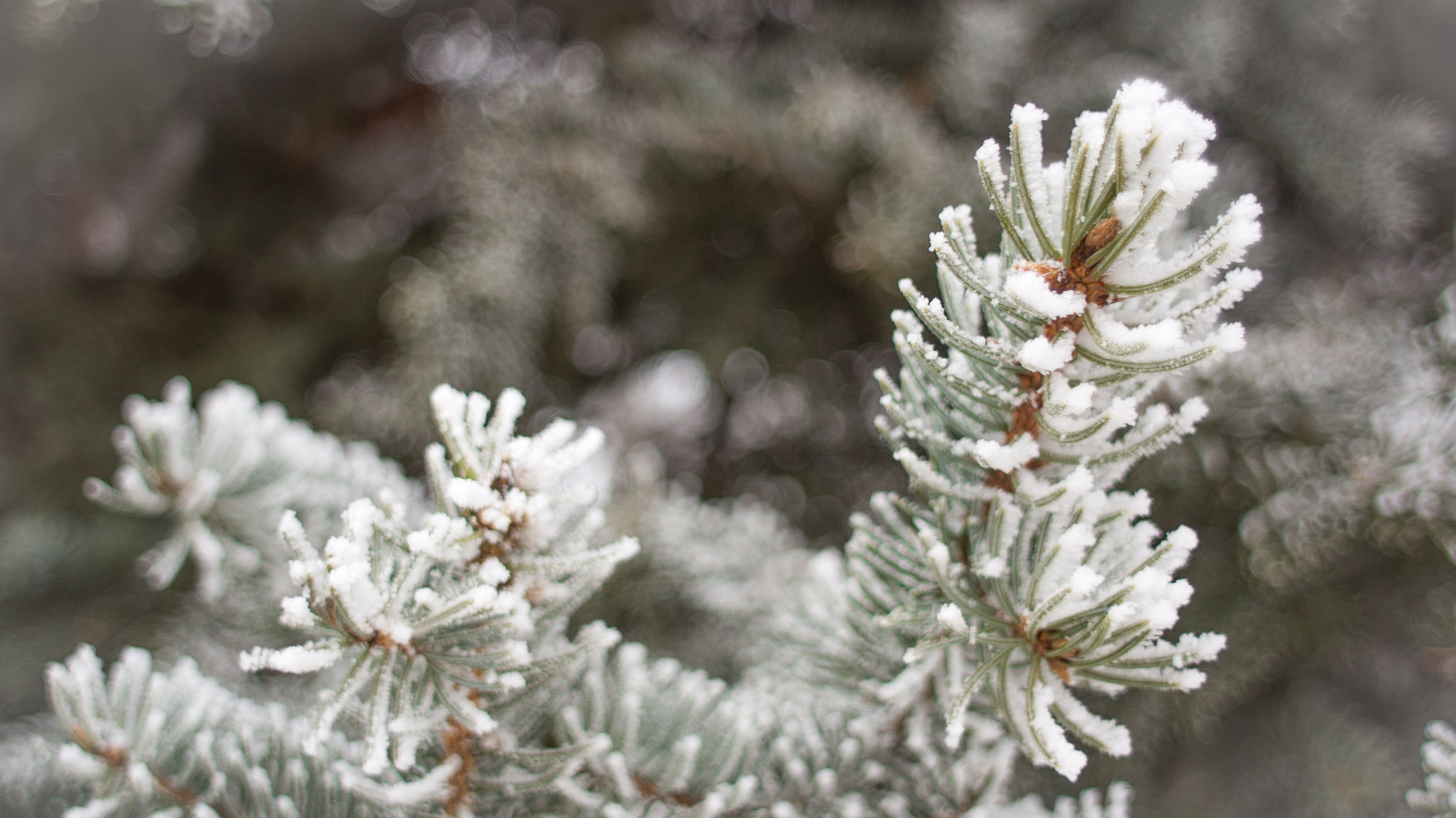 Sony SLT-A55 (SLT-A55V) + Minolta AF 24mm F2.8 sample photo. The first snow photography