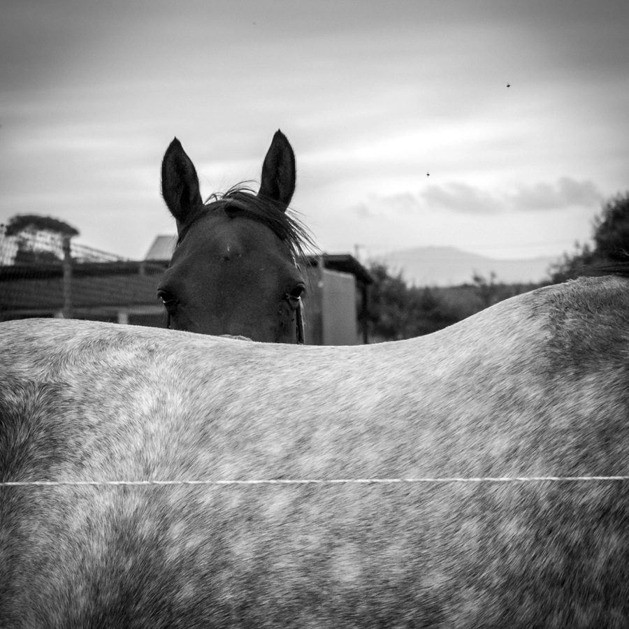 Canon EF-S 24mm F2.8 STM sample photo. Horses photography