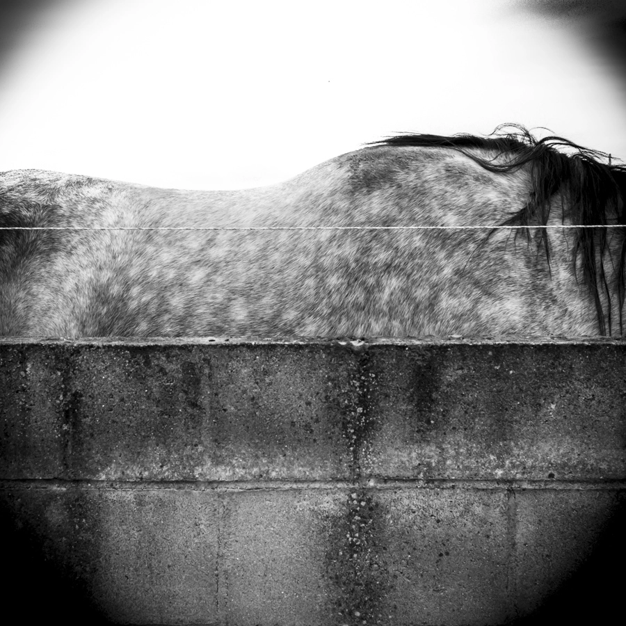 Canon EF-S 24mm F2.8 STM sample photo. Horses photography