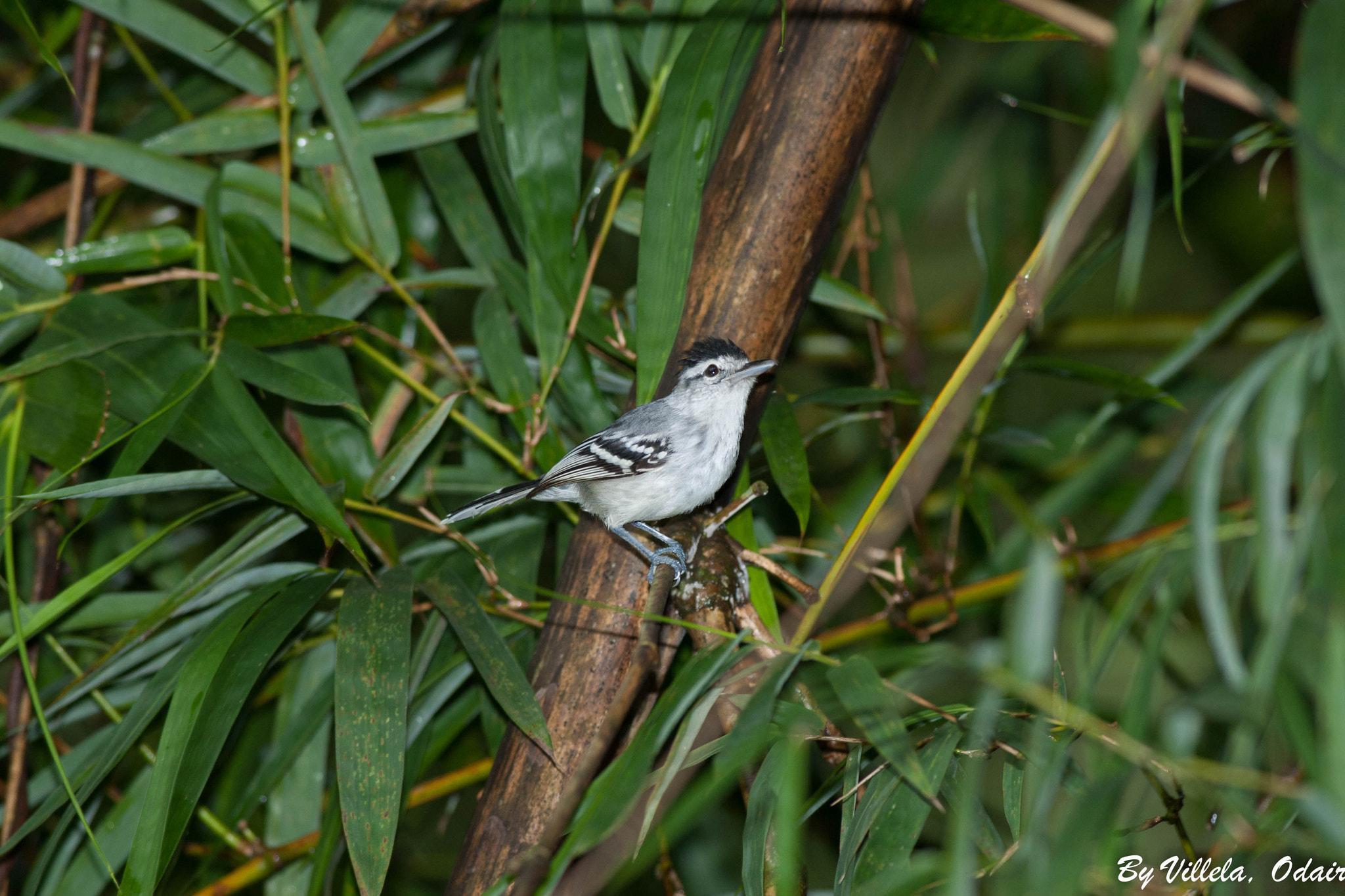 Canon EOS-1D Mark III + Canon EF 400mm F5.6L USM sample photo. Chorozinho de bico comprido photography
