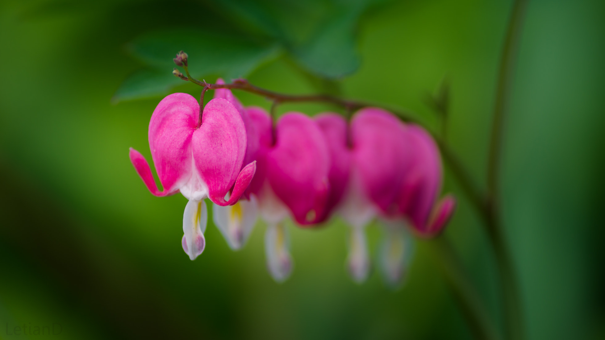 Pentax K-5 II + A Series Lens sample photo. Hearts photography