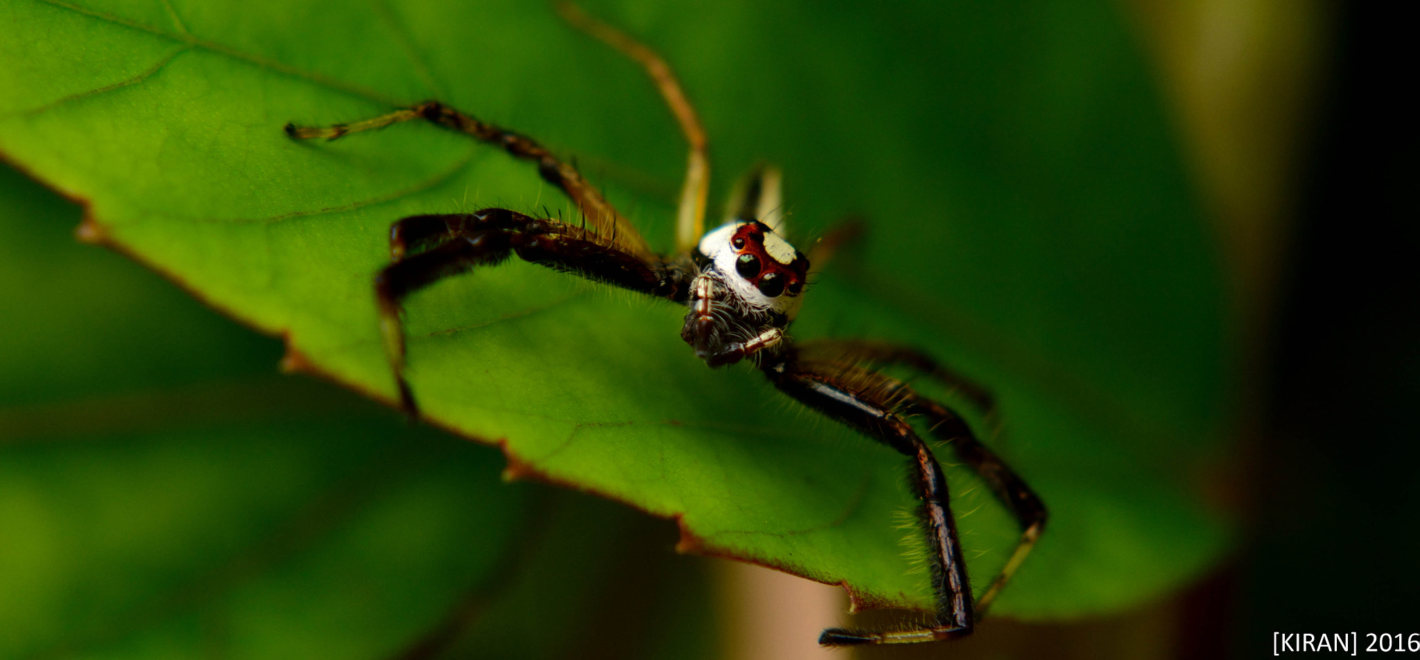 Nikon D7000 + Sigma 105mm F2.8 EX DG Macro sample photo. Spider photography