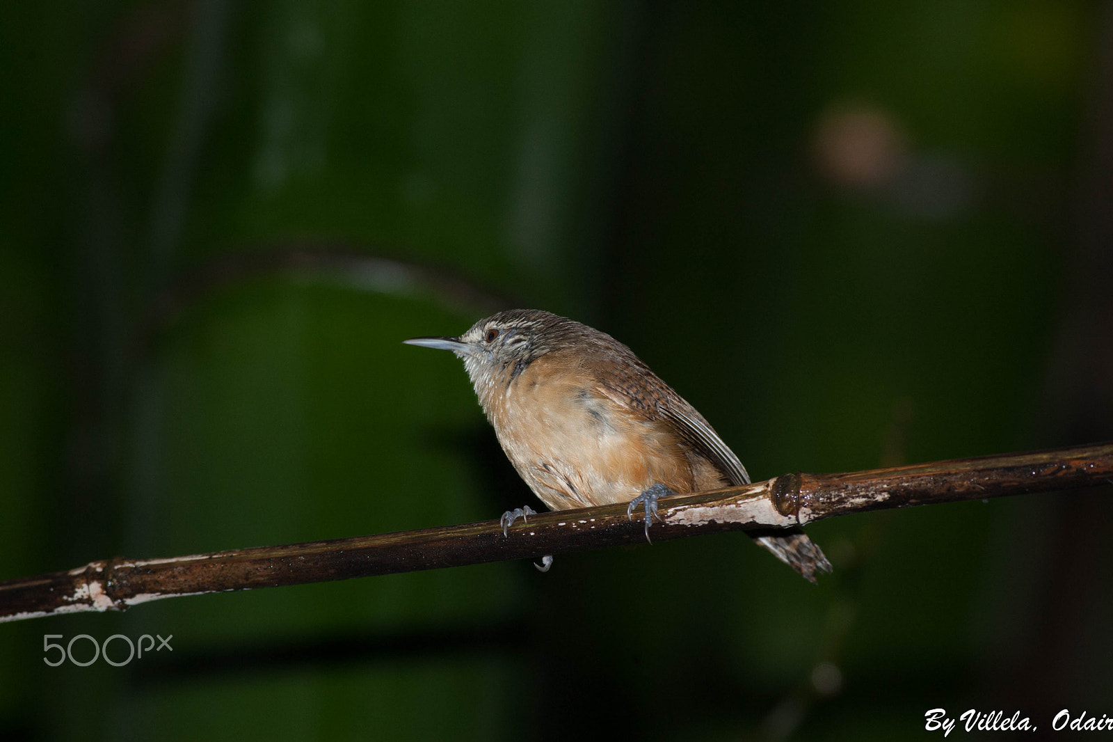 Canon EOS-1D Mark III + Canon EF 400mm F5.6L USM sample photo. Garrinchao de barriga vermelha (cantorchilus leucotis) photography