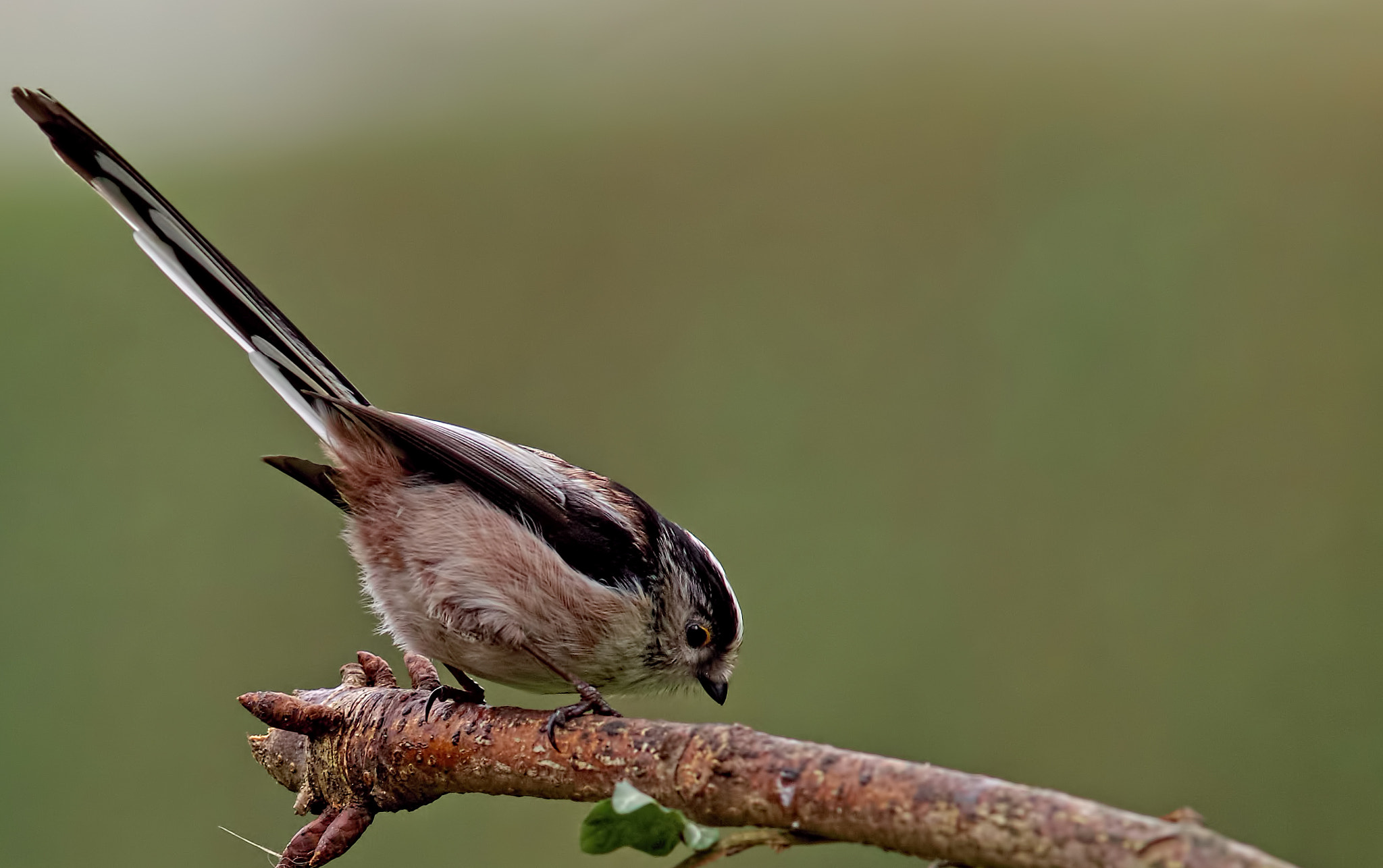 Sony a99 II + Minolta AF 300mm F2.8 HS-APO G sample photo. Long tailed tit photography
