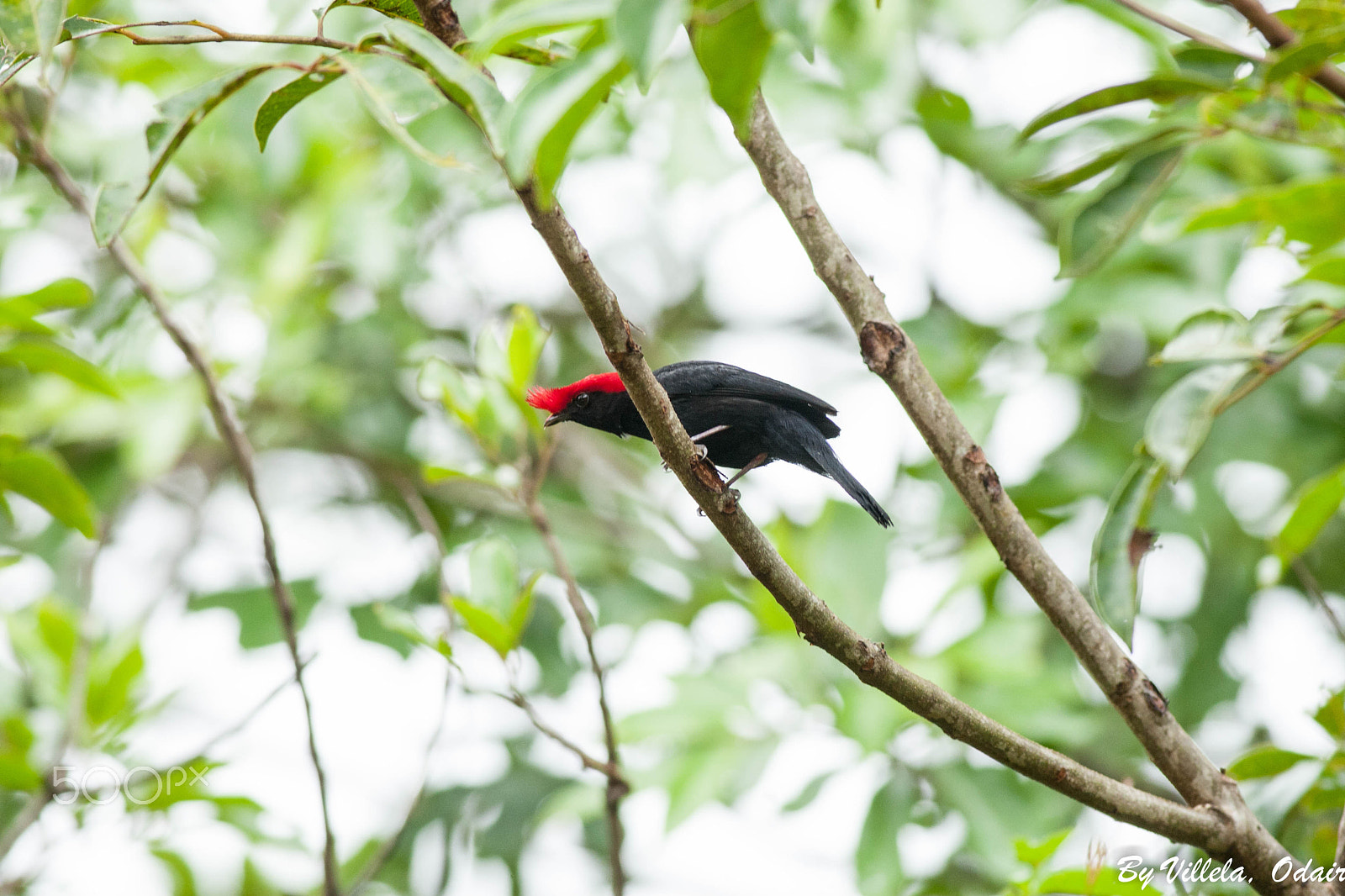Canon EOS-1D Mark III + Canon EF 400mm F5.6L USM sample photo. Soldadinho photography