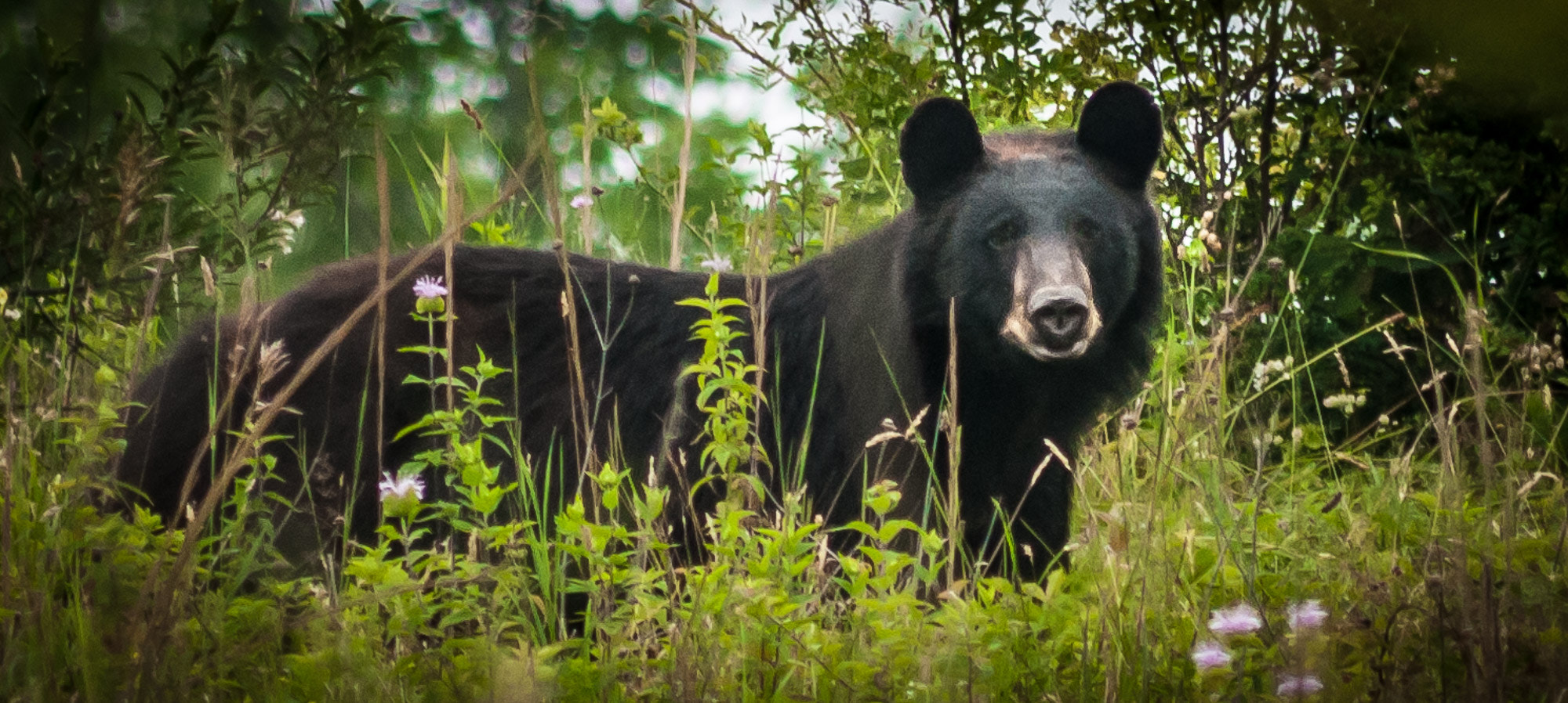 Sigma 70-300mm F4-5.6 APO DG Macro sample photo. Bear photography
