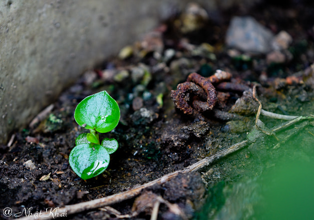 Nikon D3300 + AF Nikkor 50mm f/1.4 sample photo. Edac o photography
