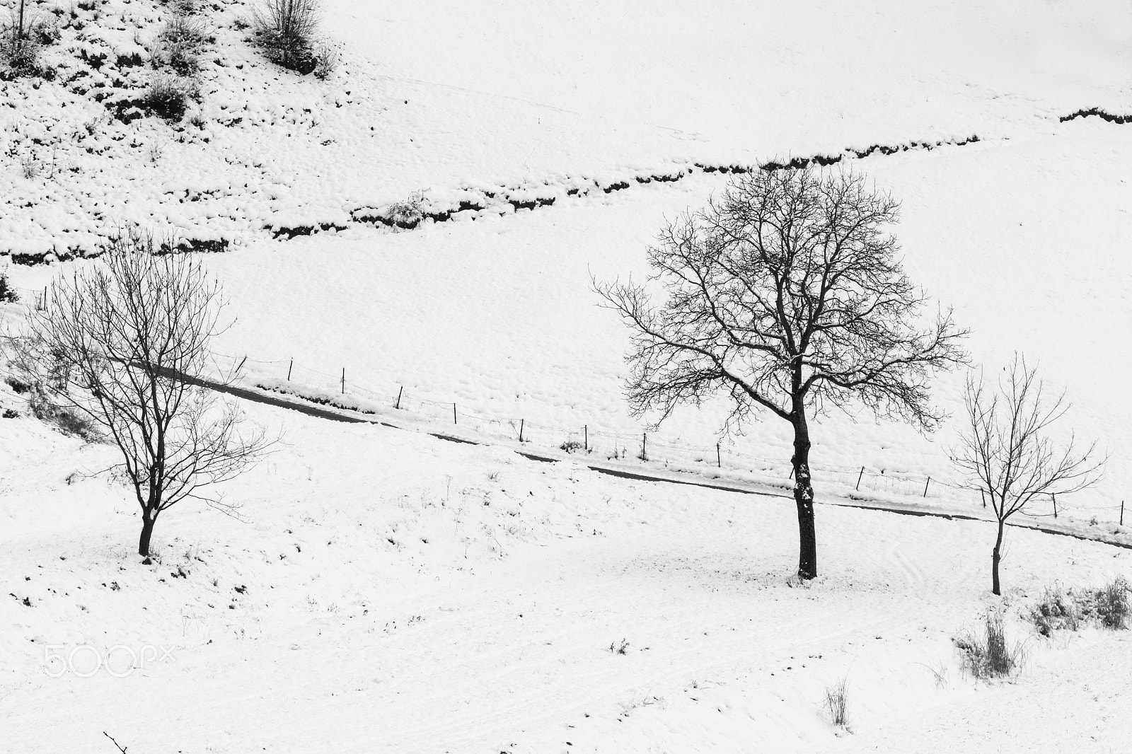 Canon EF-S 18-135mm F3.5-5.6 IS STM sample photo. Trees in the snow photography