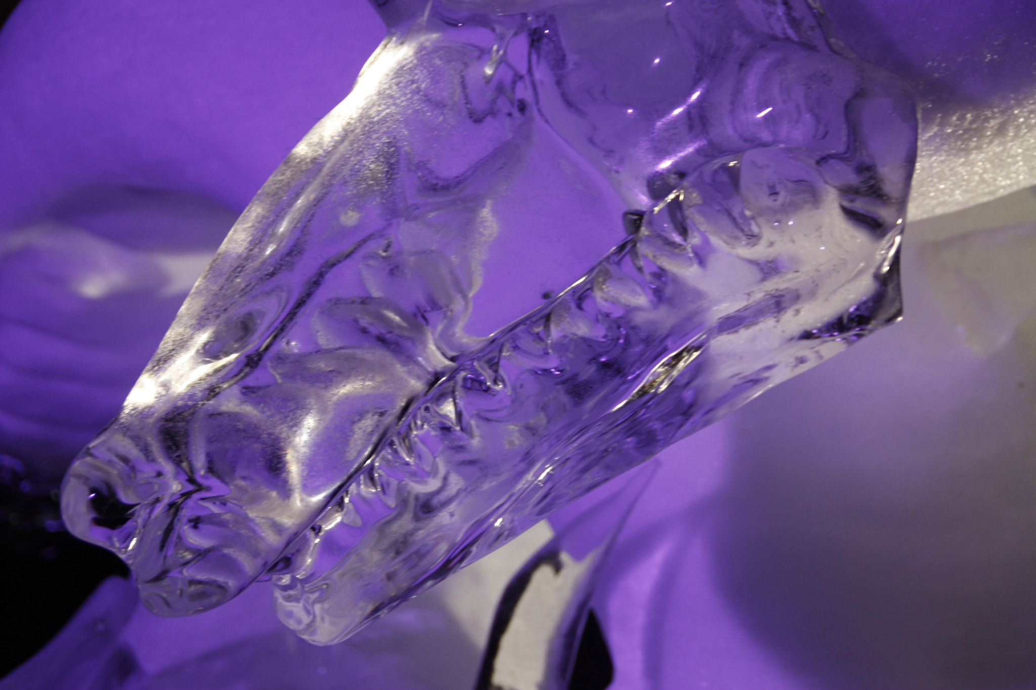 Sigma 18-250mm F3.5-6.3 DC OS HSM sample photo. Frozen drake photography