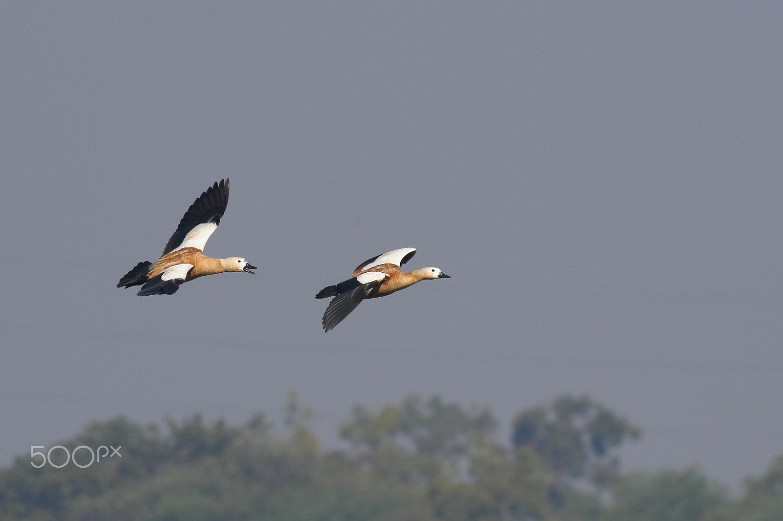 Canon EF 100-400mm F4.5-5.6L IS II USM sample photo. Happy new year photography