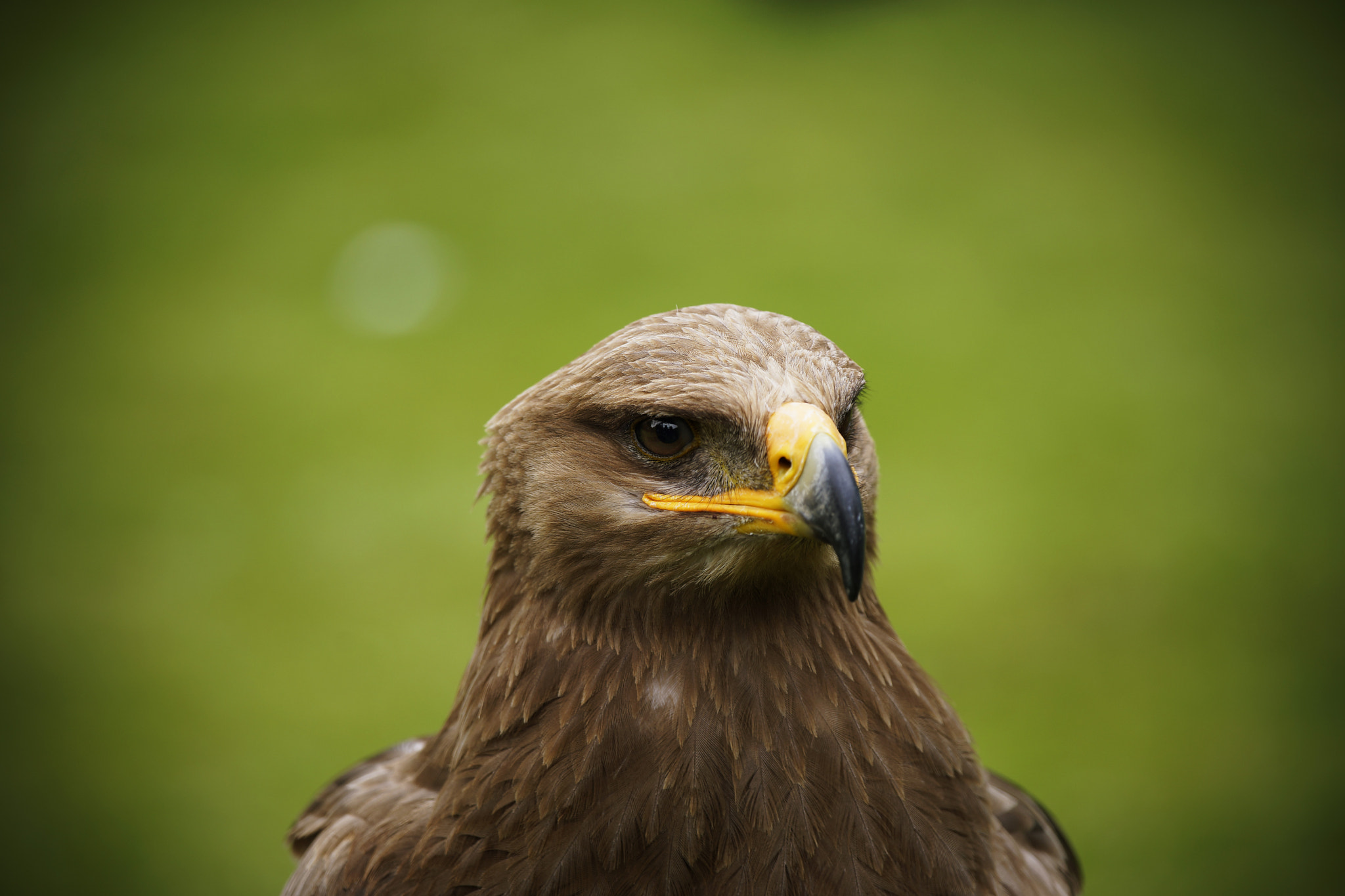 Sony 70-300mm F4.5-5.6 G SSM sample photo. Eagle photography