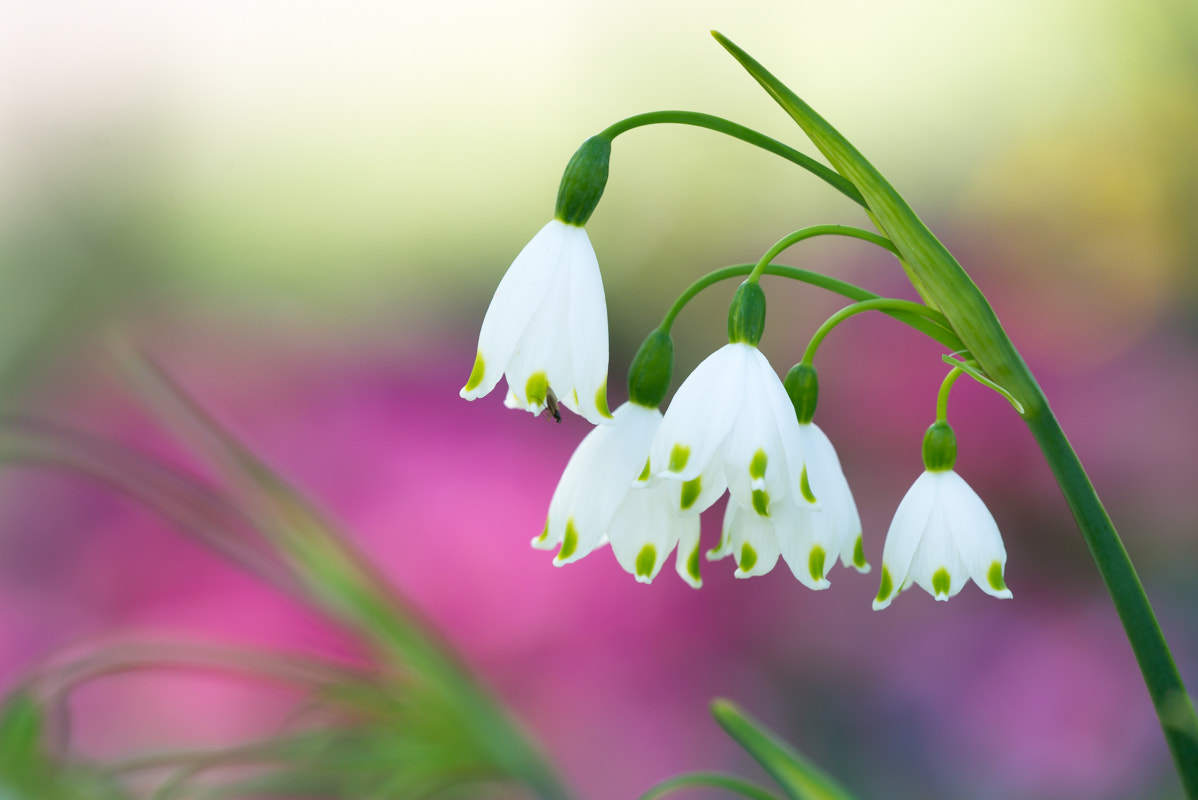 Sigma 150mm F2.8 EX DG Macro HSM sample photo. Memories of spring photography