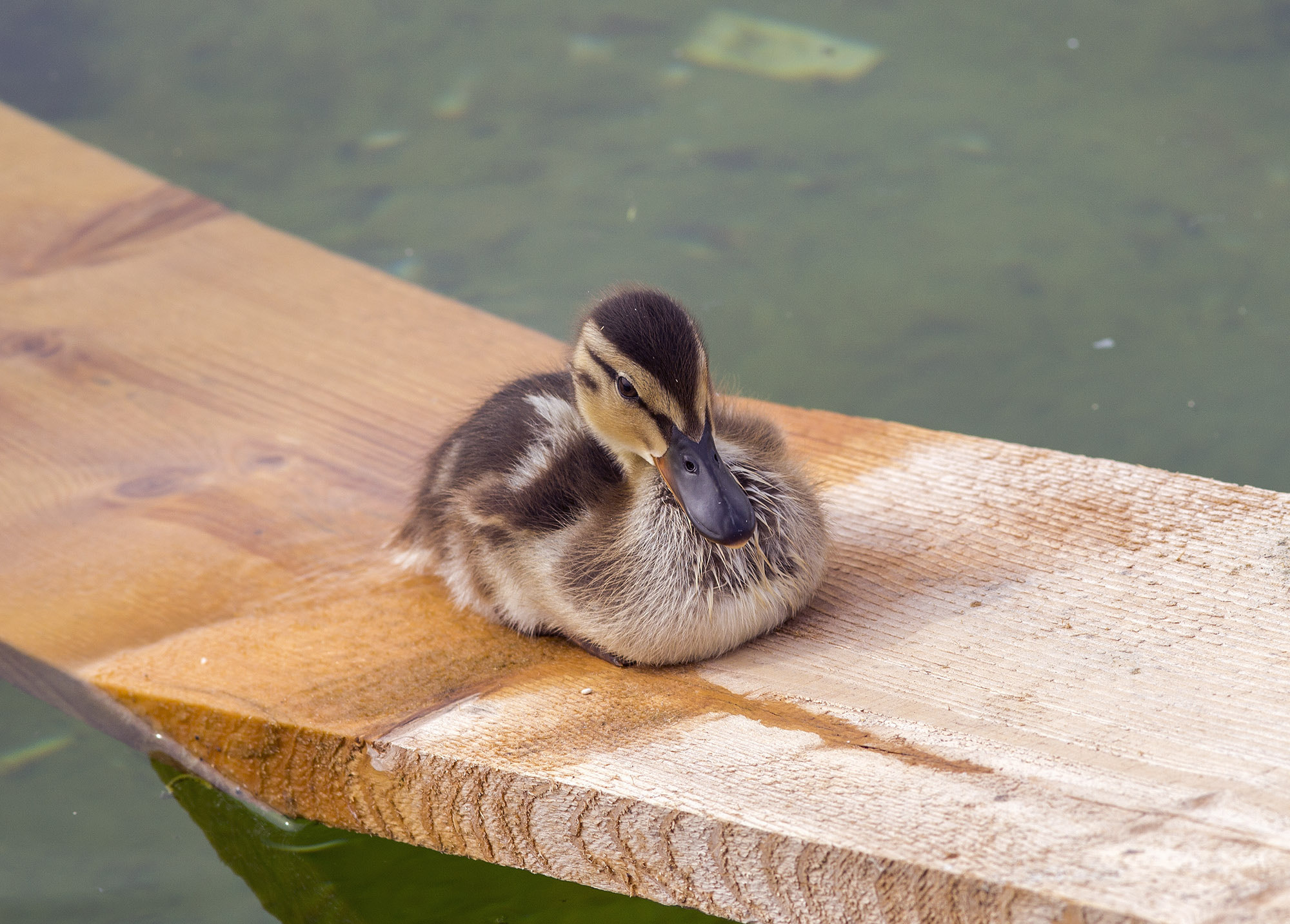 Canon EOS 700D (EOS Rebel T5i / EOS Kiss X7i) + Sigma 105mm F2.8 EX DG Macro sample photo. Duckling photography