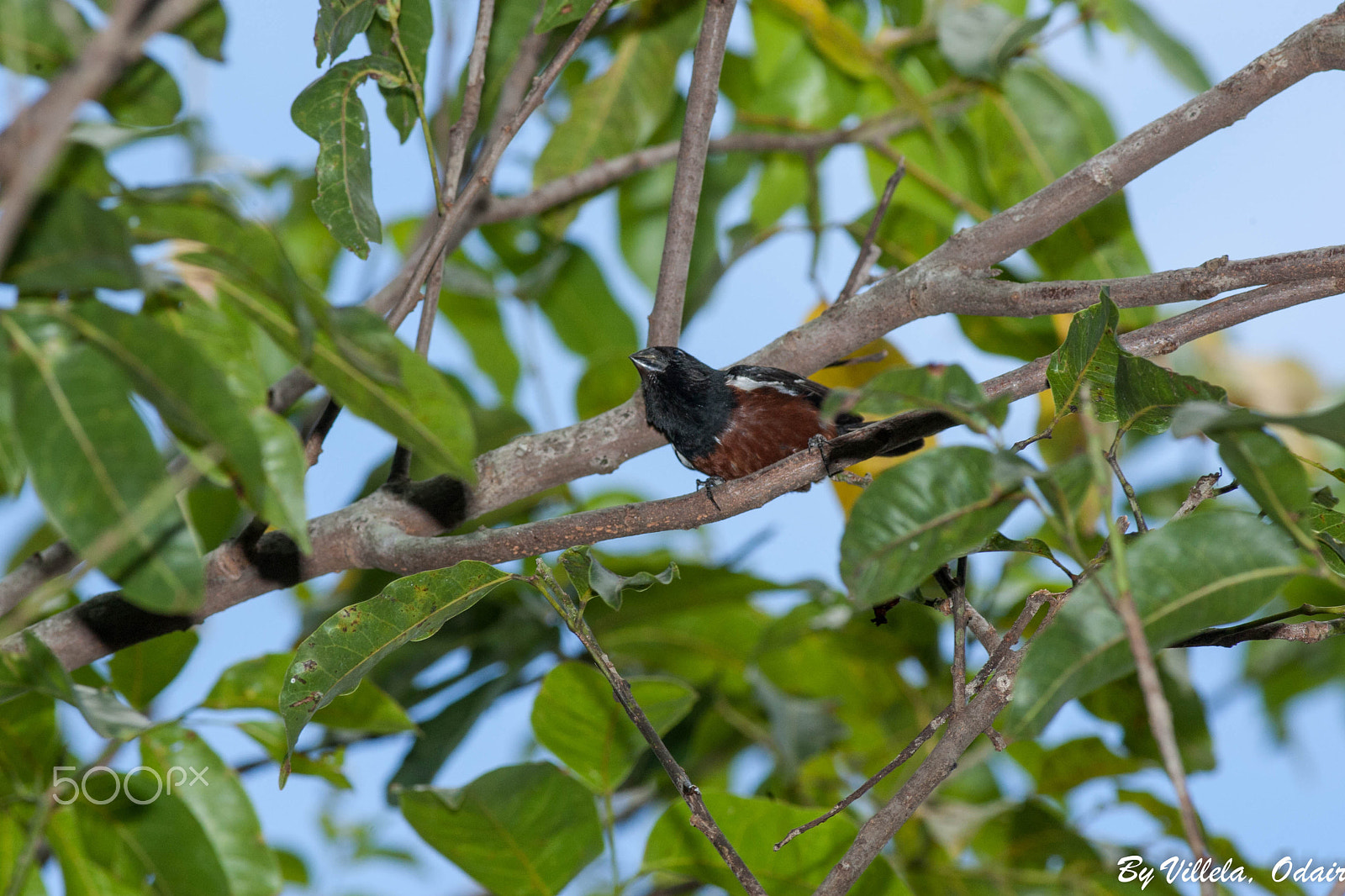 Canon EOS-1D Mark III + Canon EF 400mm F5.6L USM sample photo. Guaracava de crista alaranjda photography