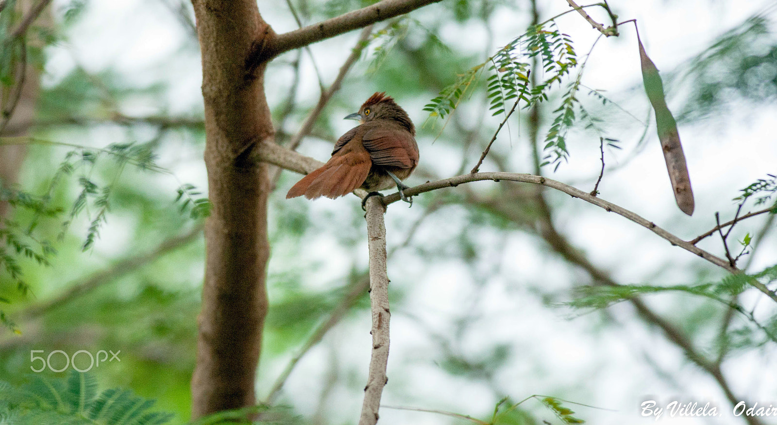 Canon EOS-1D Mark III + Canon EF 400mm F5.6L USM sample photo. Graveteiro photography