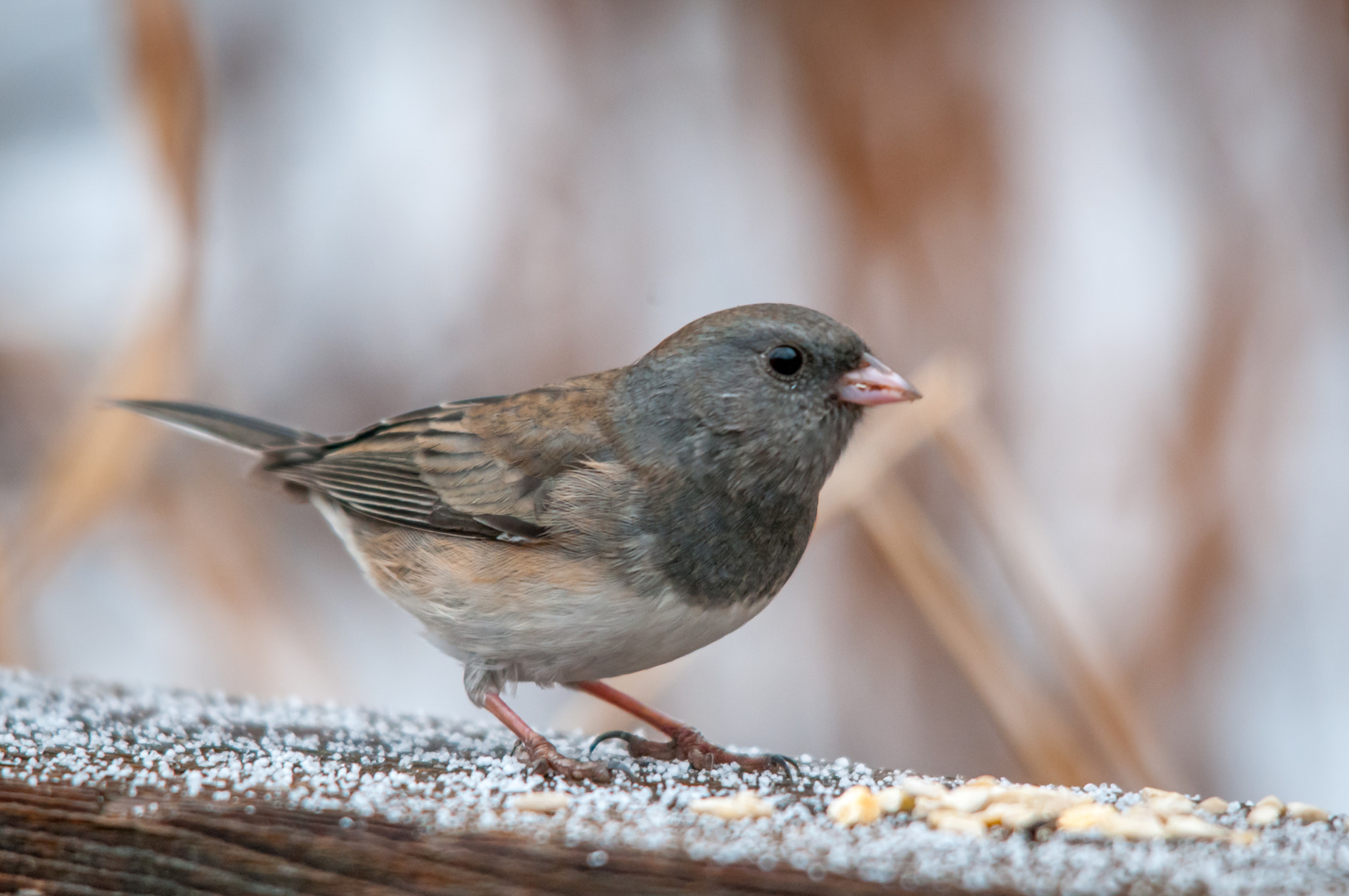 Sigma 150-500mm F5-6.3 DG OS HSM sample photo. Dark-eyed junco photography