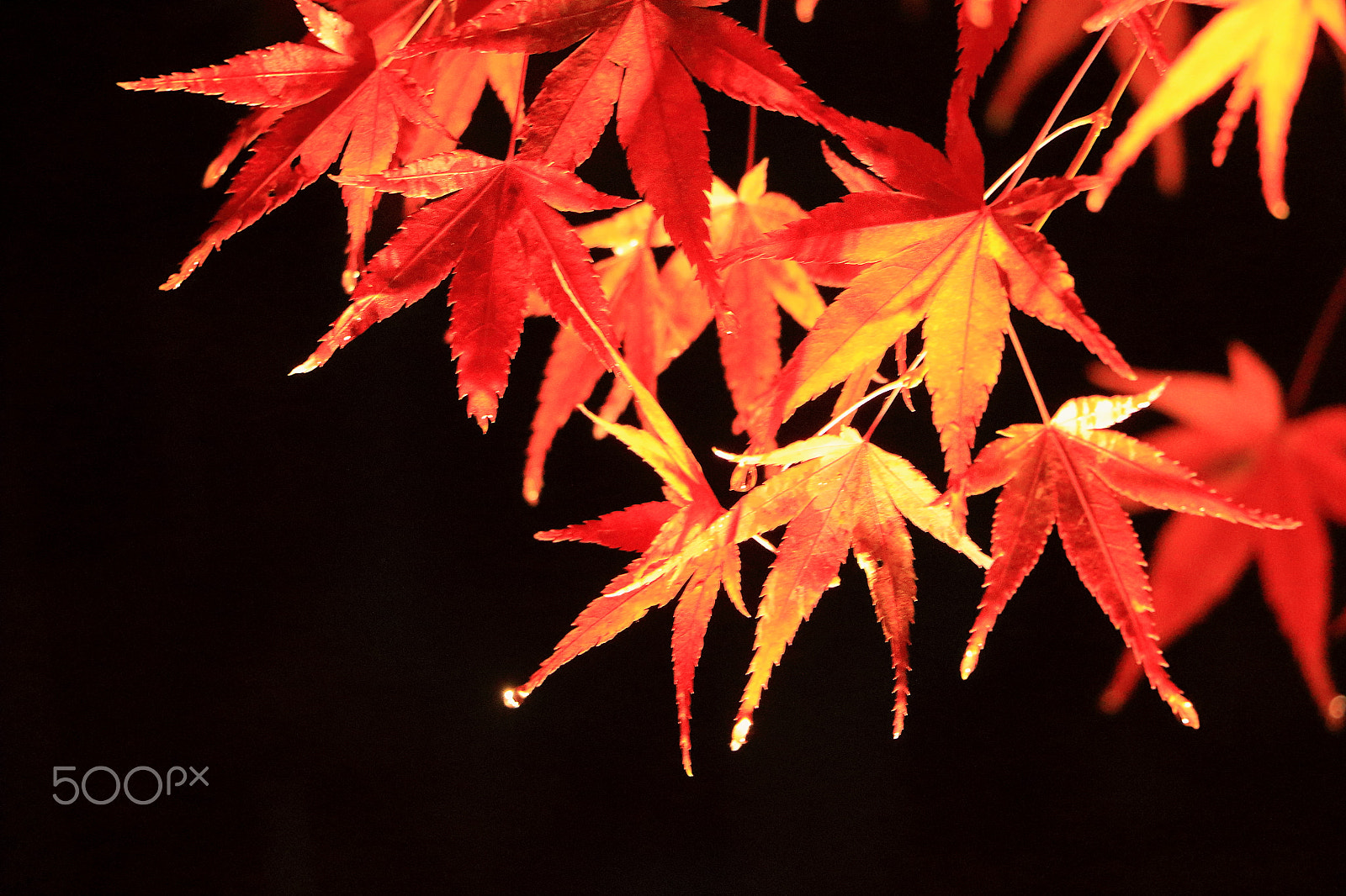 Canon EOS 700D (EOS Rebel T5i / EOS Kiss X7i) sample photo. Autumn color photography