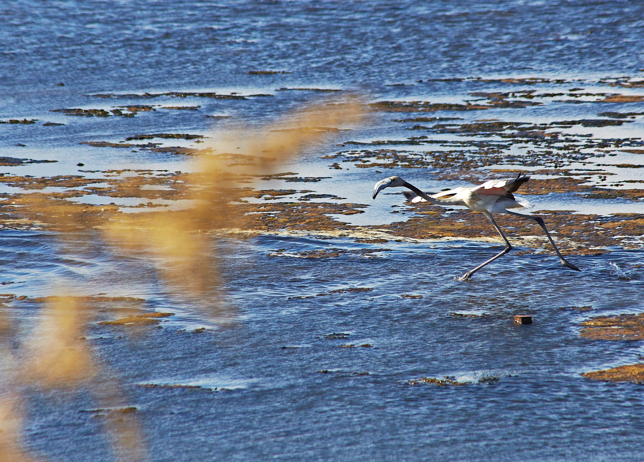 Canon EF 75-300mm F4.0-5.6 IS USM sample photo