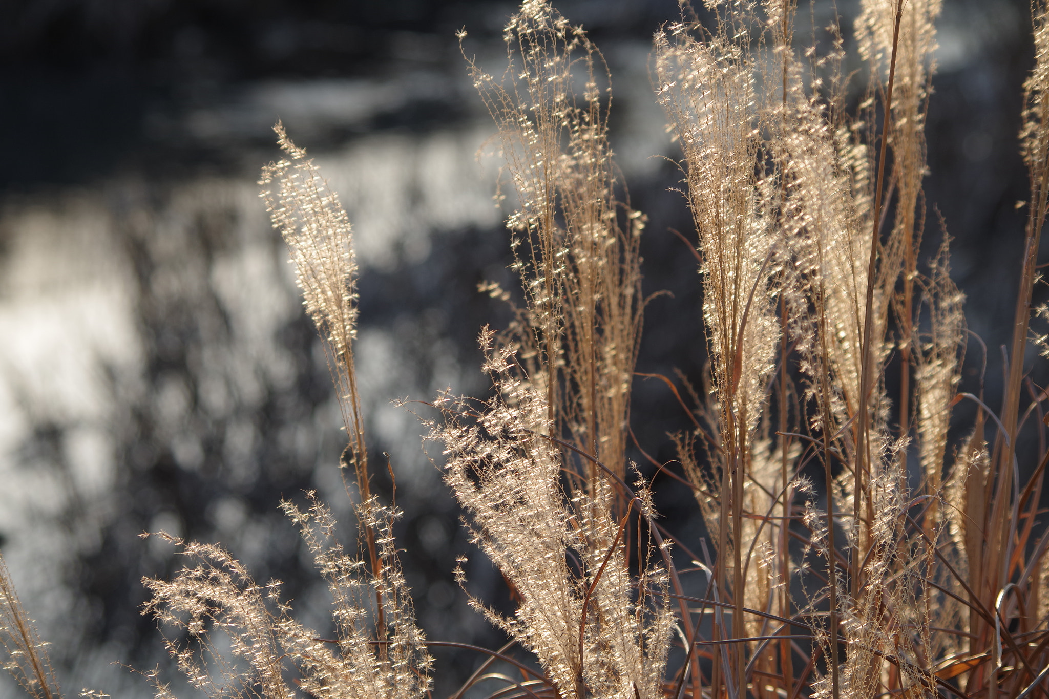HD Pentax DA 55-300mm F4.0-5.8 ED WR sample photo. Japanese pampas grass (薄) photography
