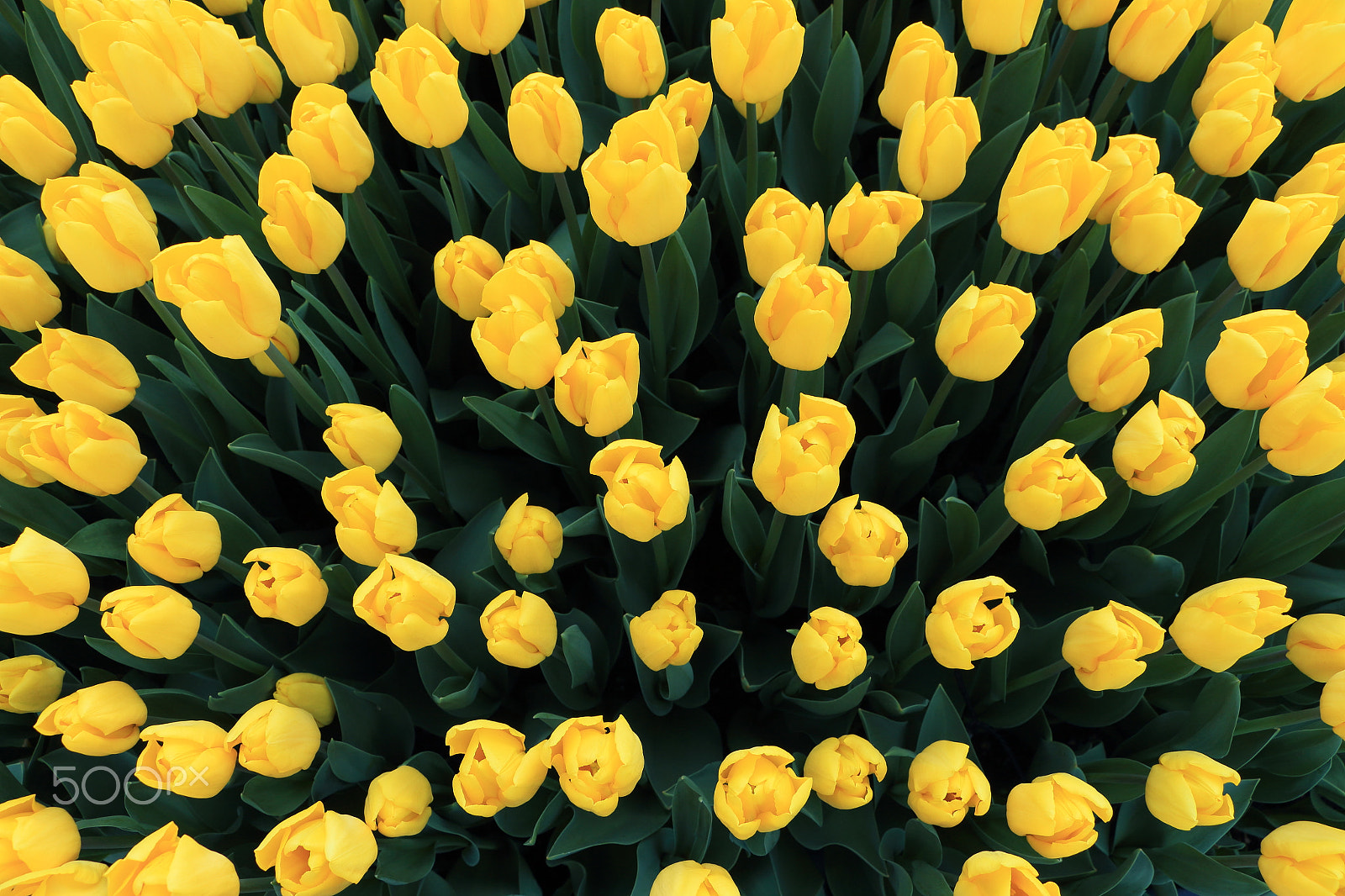 Canon EOS 700D (EOS Rebel T5i / EOS Kiss X7i) sample photo. Yellow tulips photography