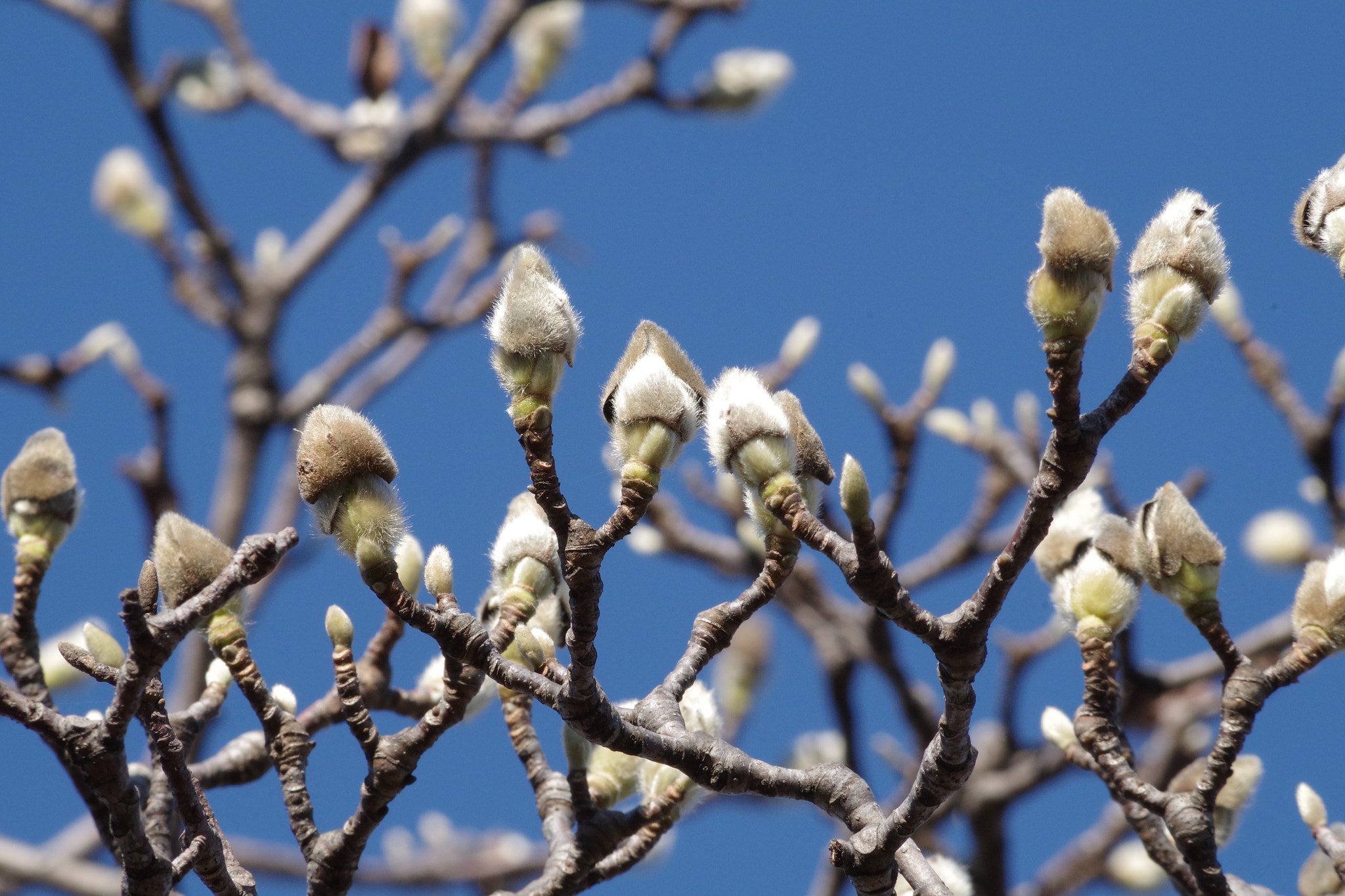 HD Pentax DA 55-300mm F4.0-5.8 ED WR sample photo. Magnolia heptapeta (白木蓮) photography