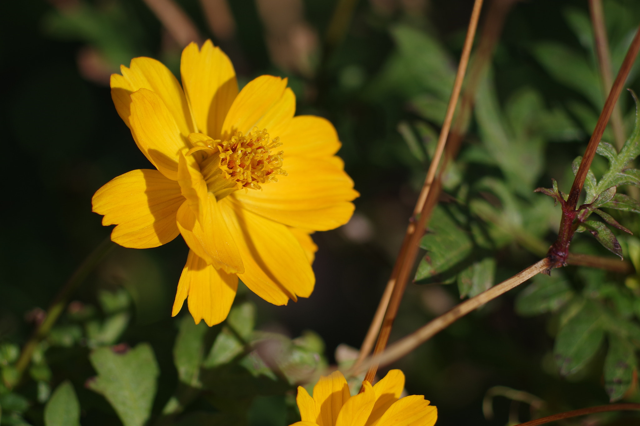 HD Pentax DA 55-300mm F4.0-5.8 ED WR sample photo. Flower photography