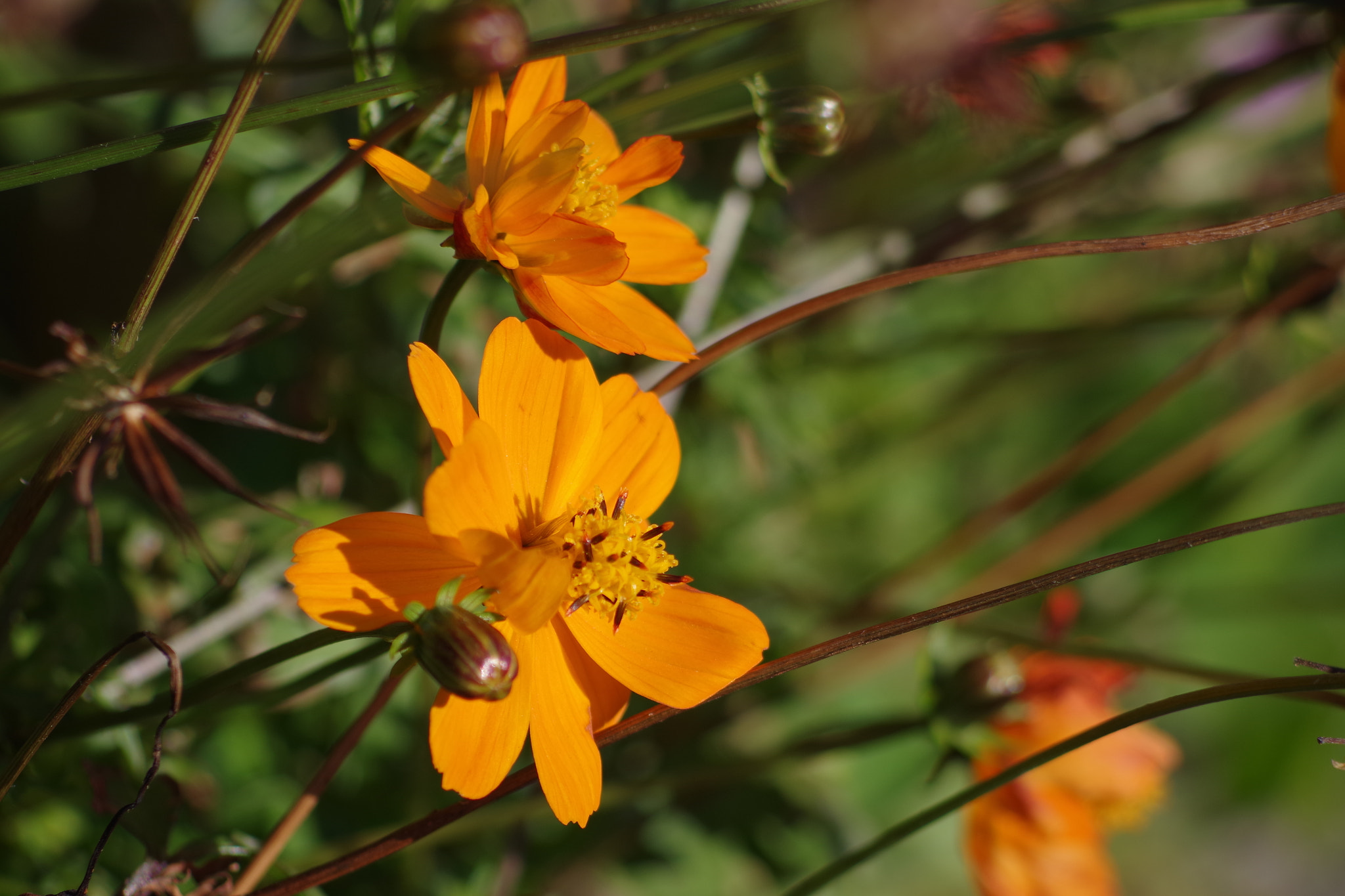 HD Pentax DA 55-300mm F4.0-5.8 ED WR sample photo. Flower photography