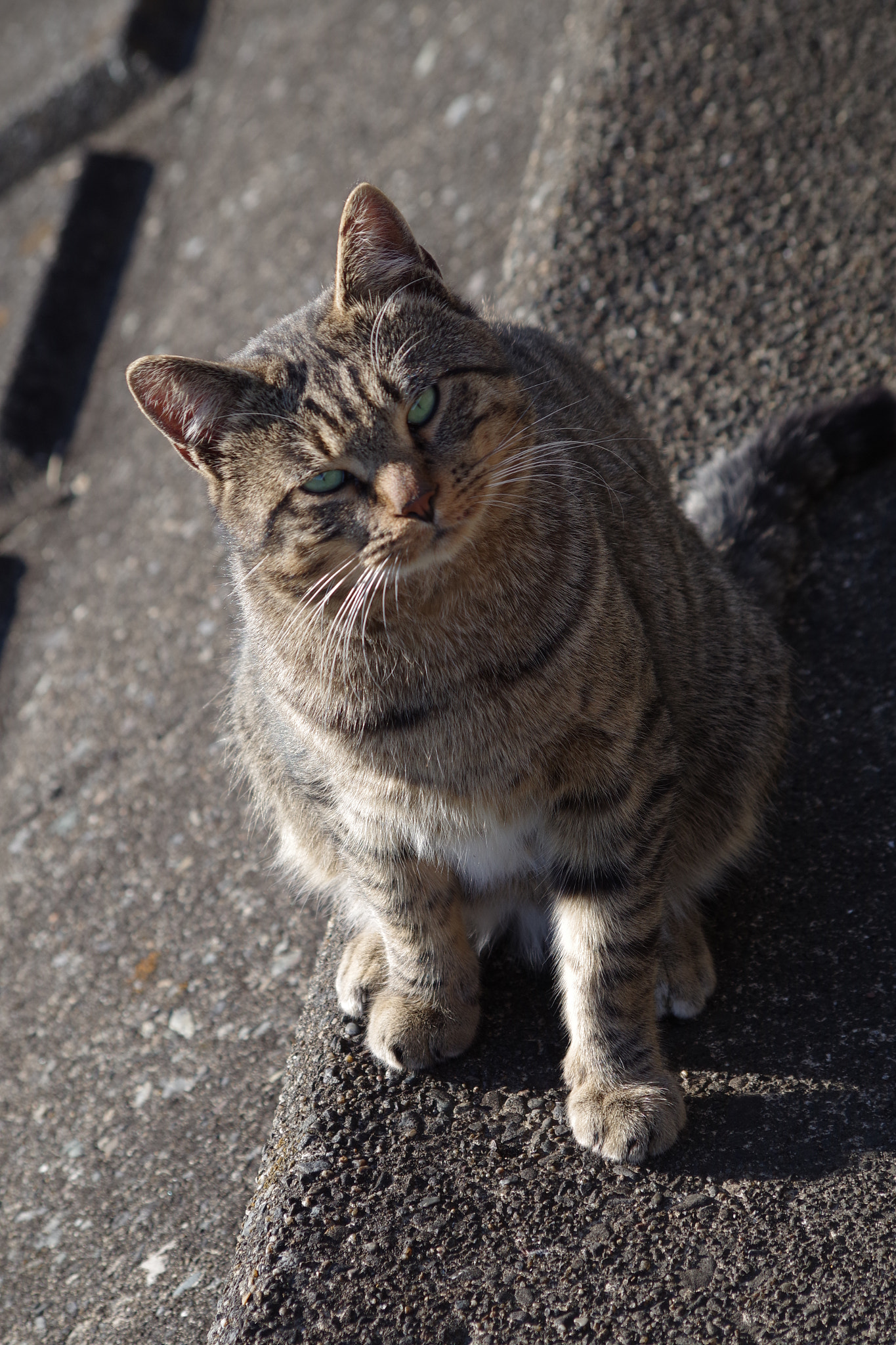 HD Pentax DA 55-300mm F4.0-5.8 ED WR sample photo. Cat photography