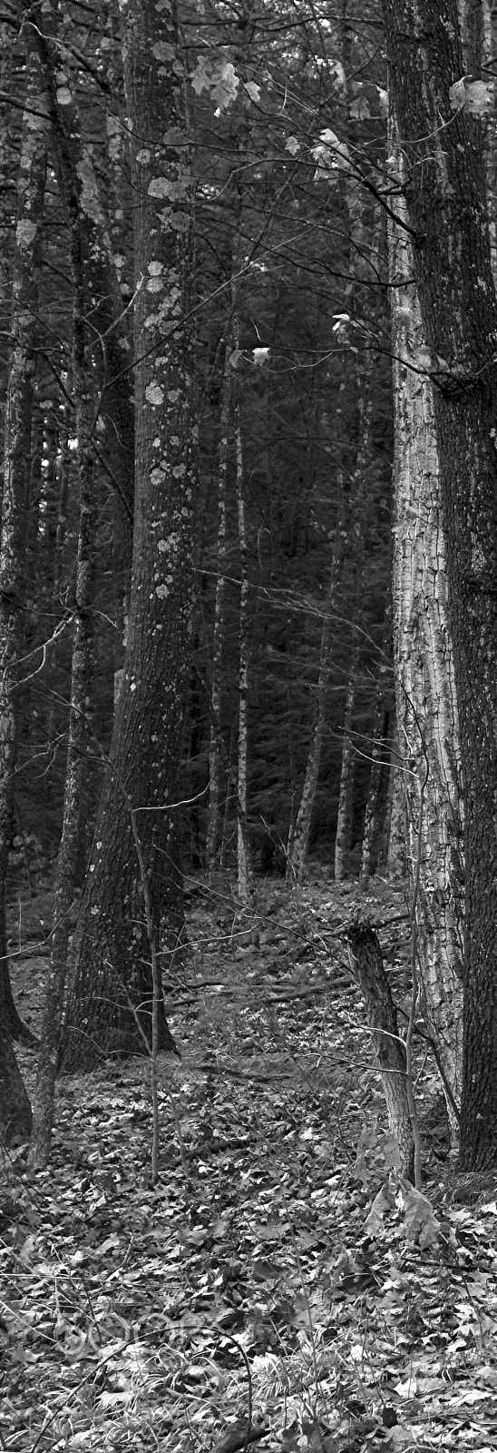 Canon EF 28-105mm f/3.5-4.5 USM sample photo. Granby woods photography