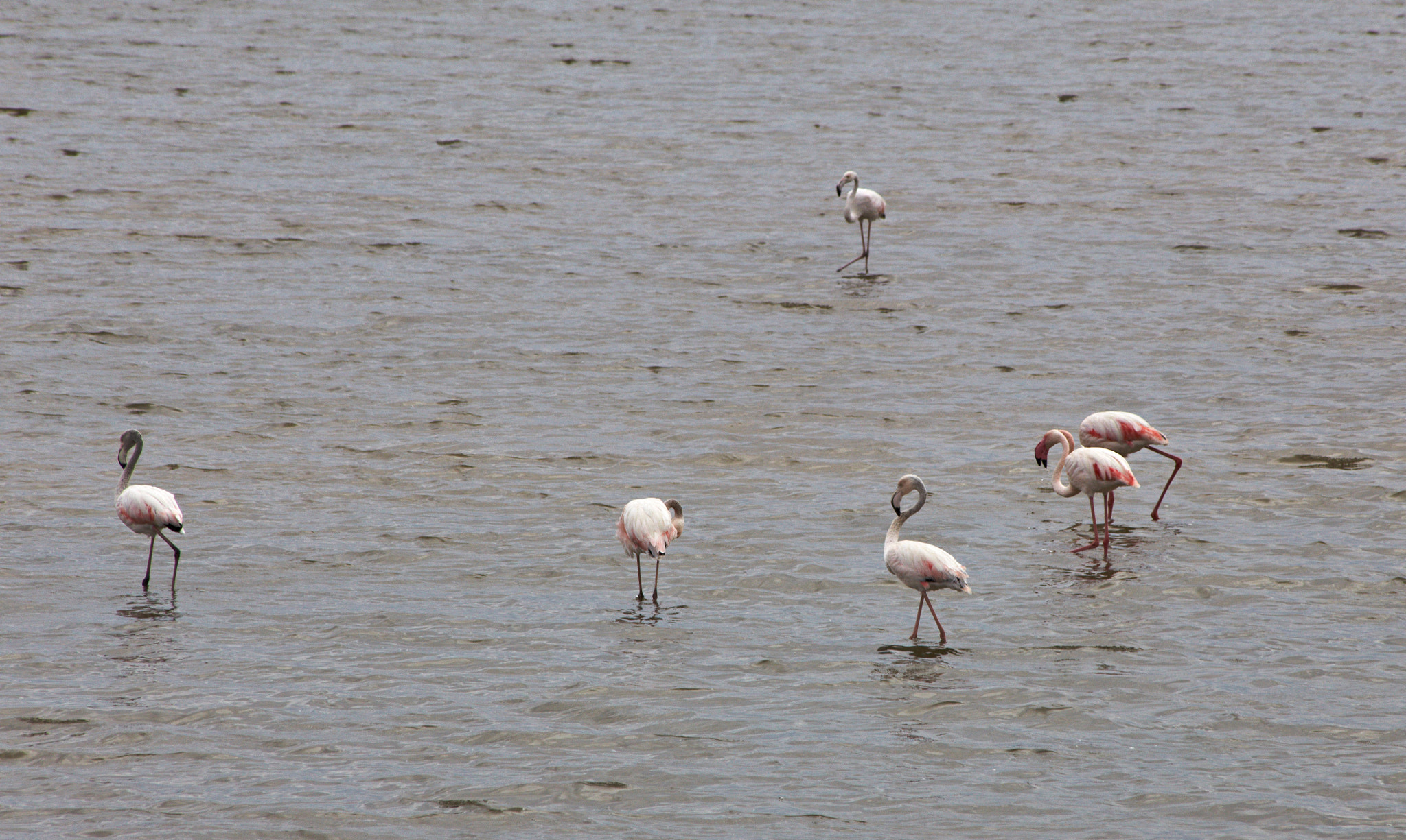 Canon EF 75-300mm F4.0-5.6 IS USM sample photo