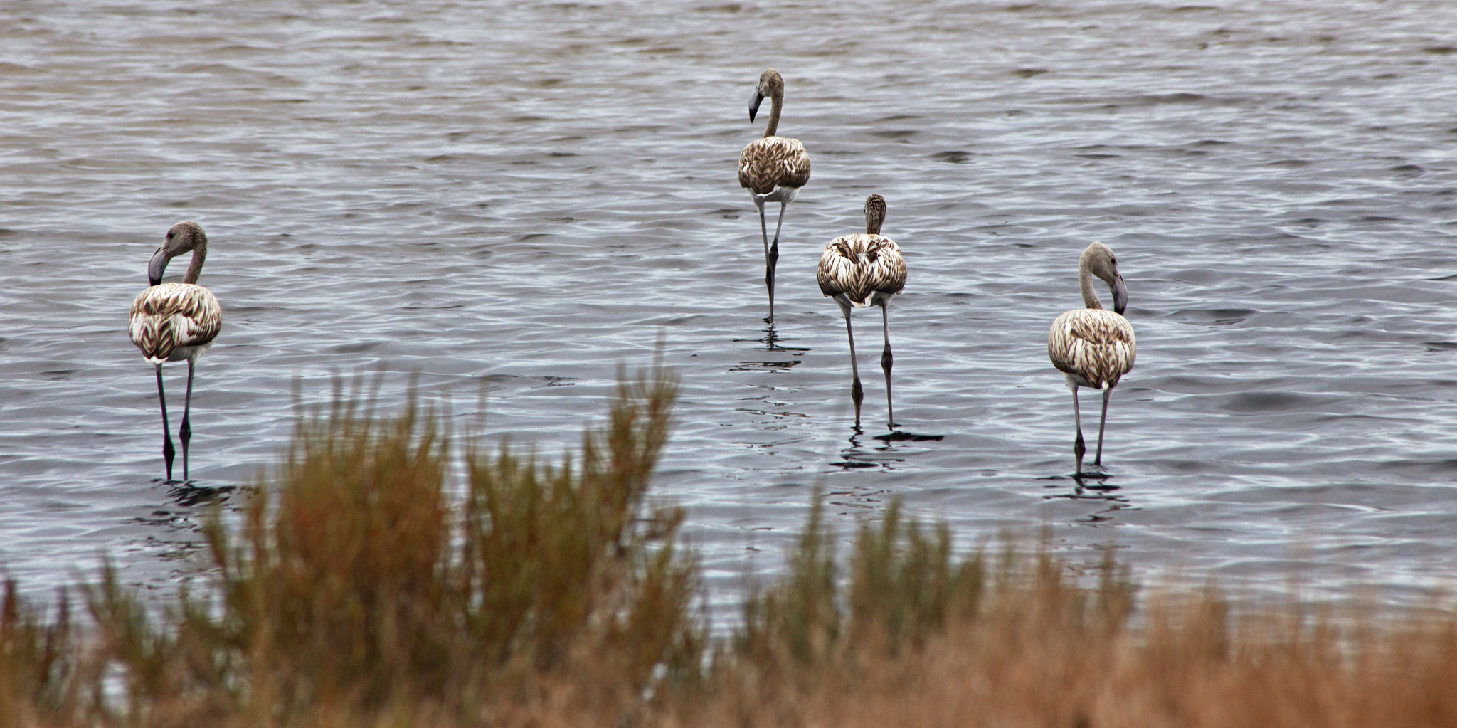 Canon EF 75-300mm F4.0-5.6 IS USM sample photo