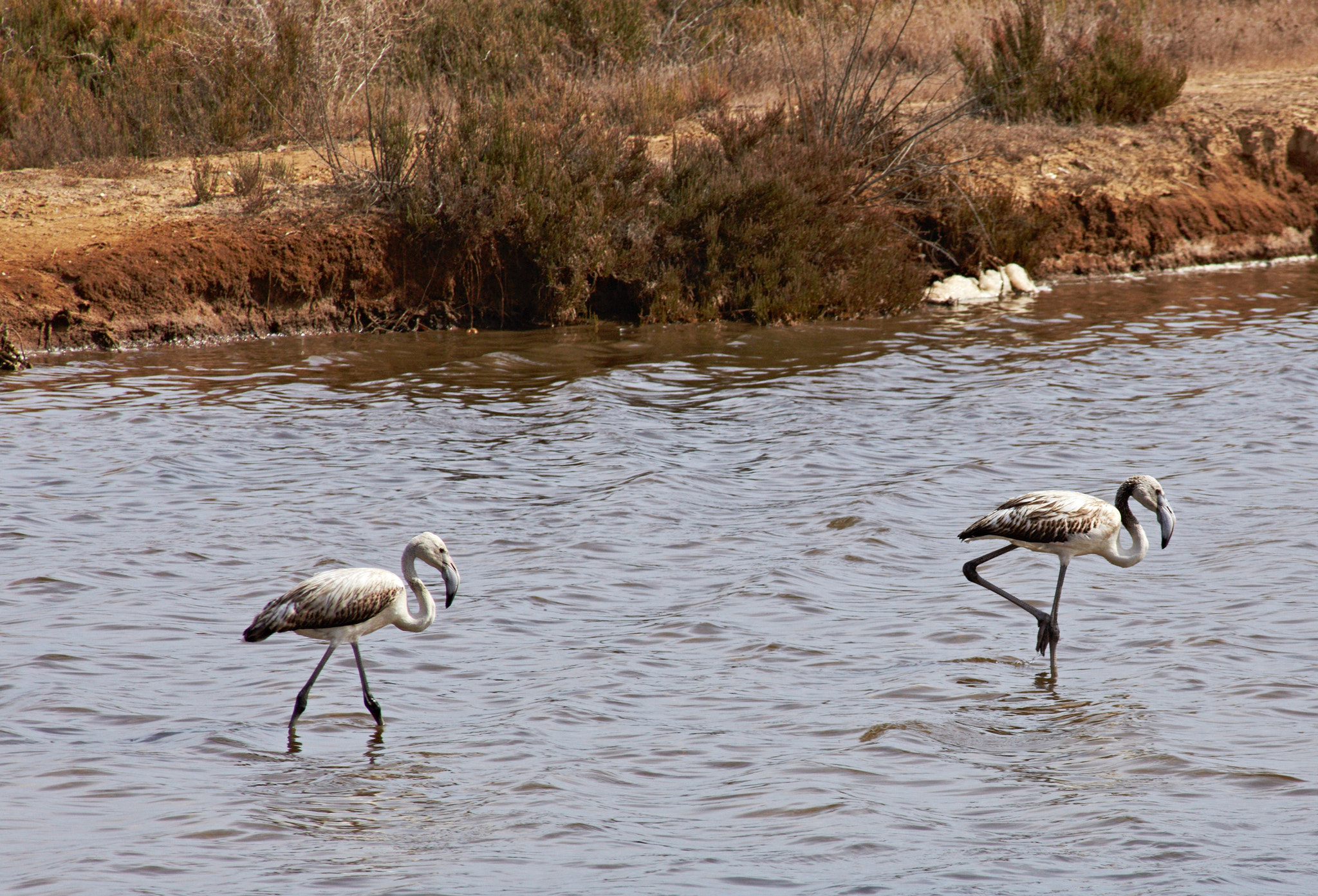 Canon EF 75-300mm F4.0-5.6 IS USM sample photo