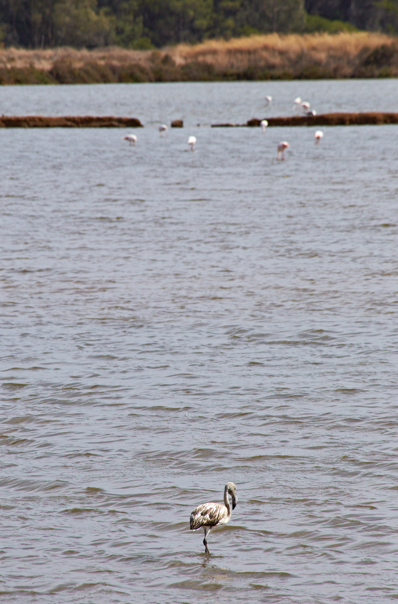 Canon EF 75-300mm F4.0-5.6 IS USM sample photo