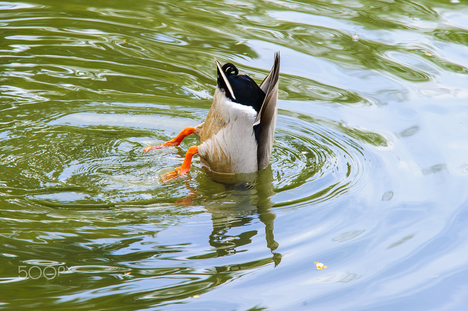 Sigma 70-200mm F2.8 EX DG Macro HSM II sample photo. Duck diving photography