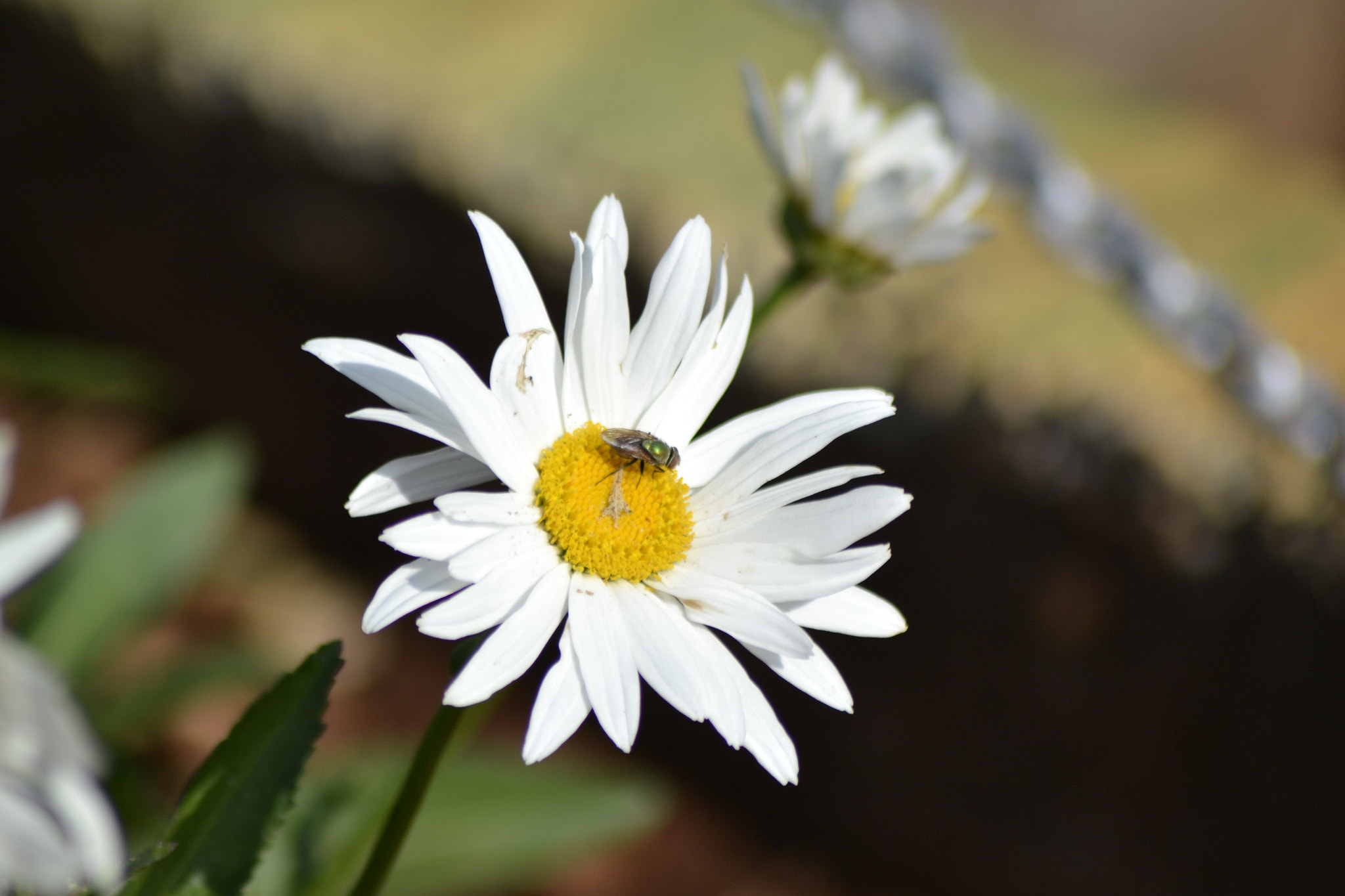 Nikon AF Nikkor 70-300mm F4-5.6G sample photo. White beauty.jpg photography