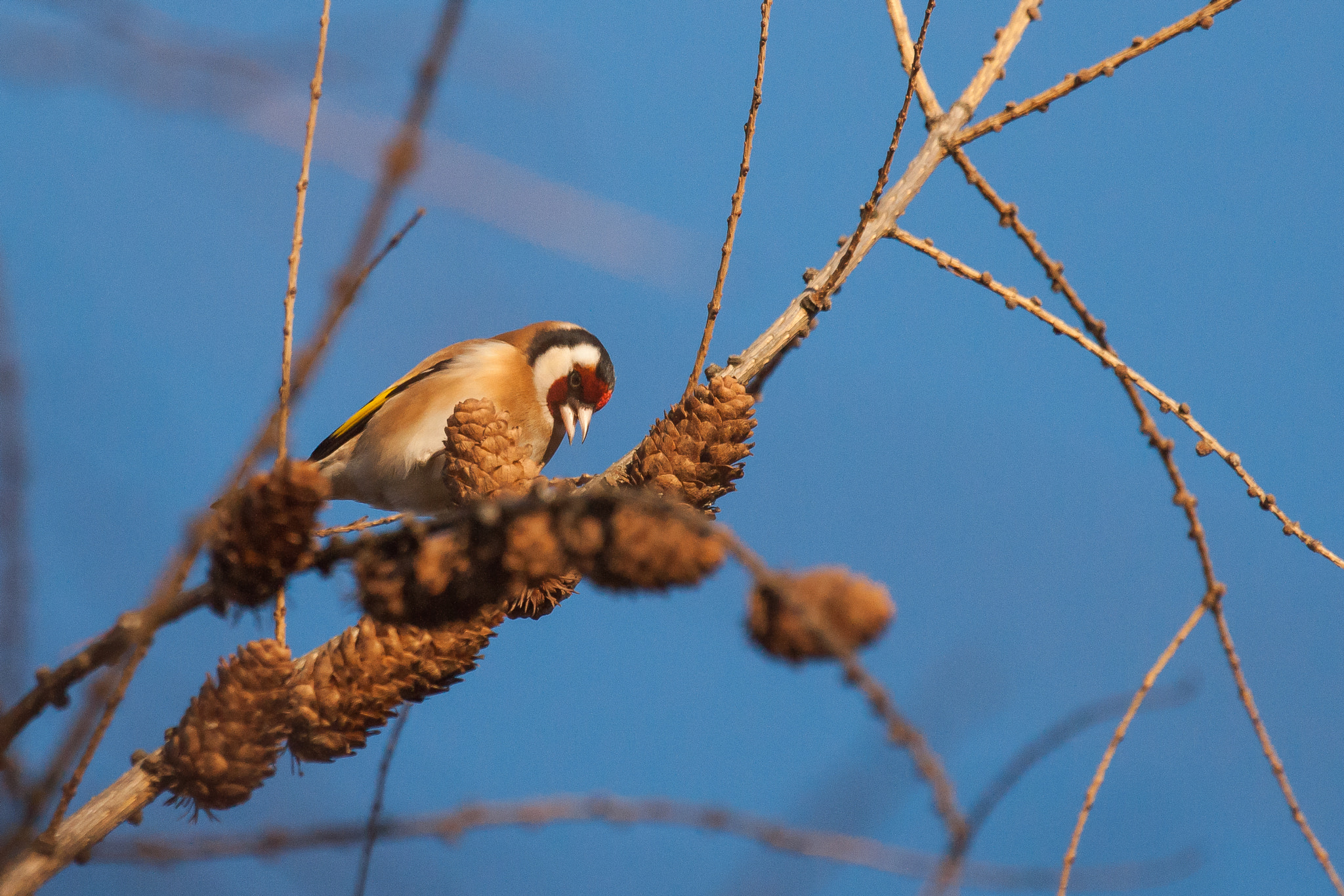 Sony Alpha DSLR-A900 + Sony 70-400mm F4-5.6 G SSM sample photo. Carduelis carduelis, szczygieł photography