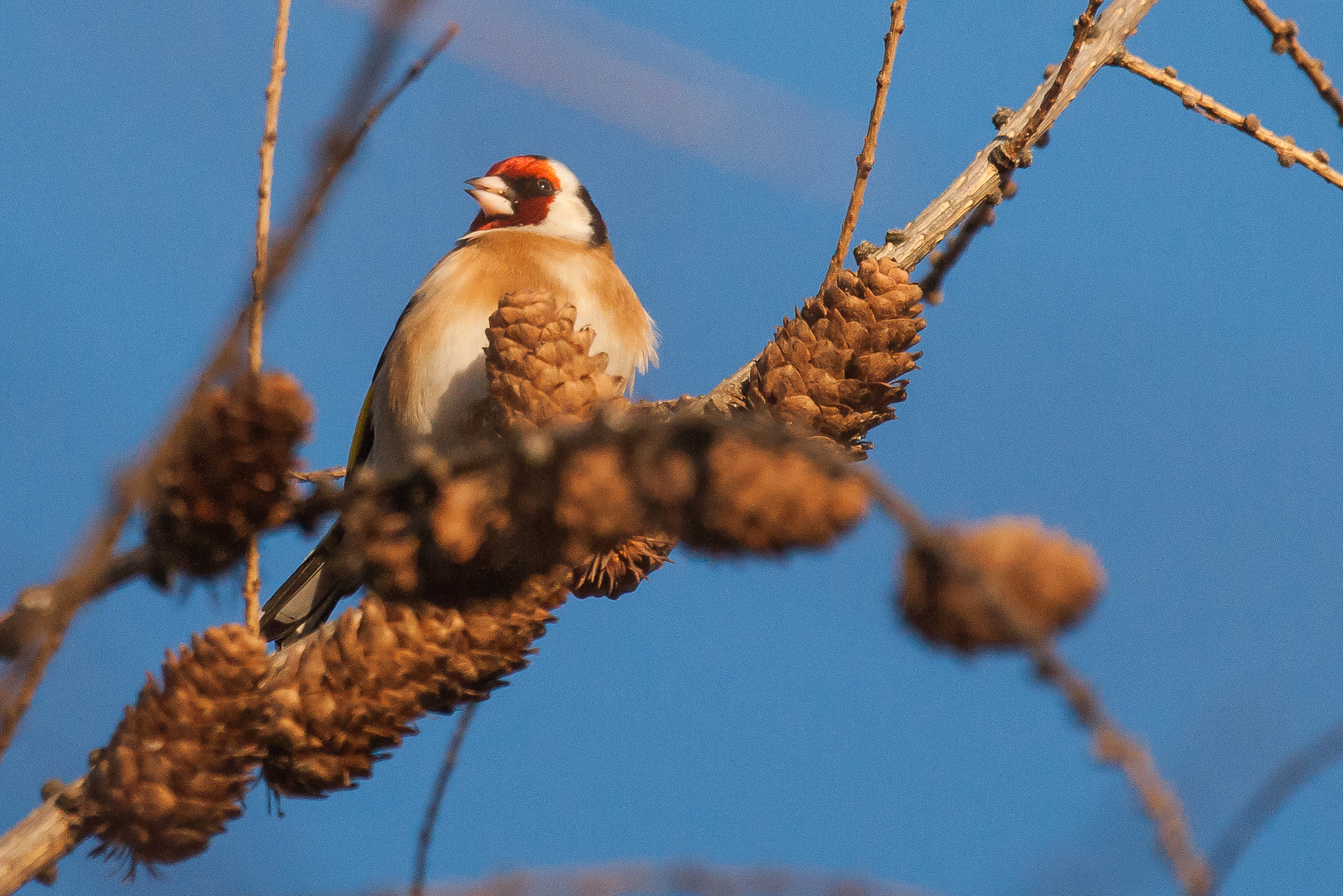 Sony Alpha DSLR-A900 + Sony 70-400mm F4-5.6 G SSM sample photo. Carduelis carduelis, szczygieł photography