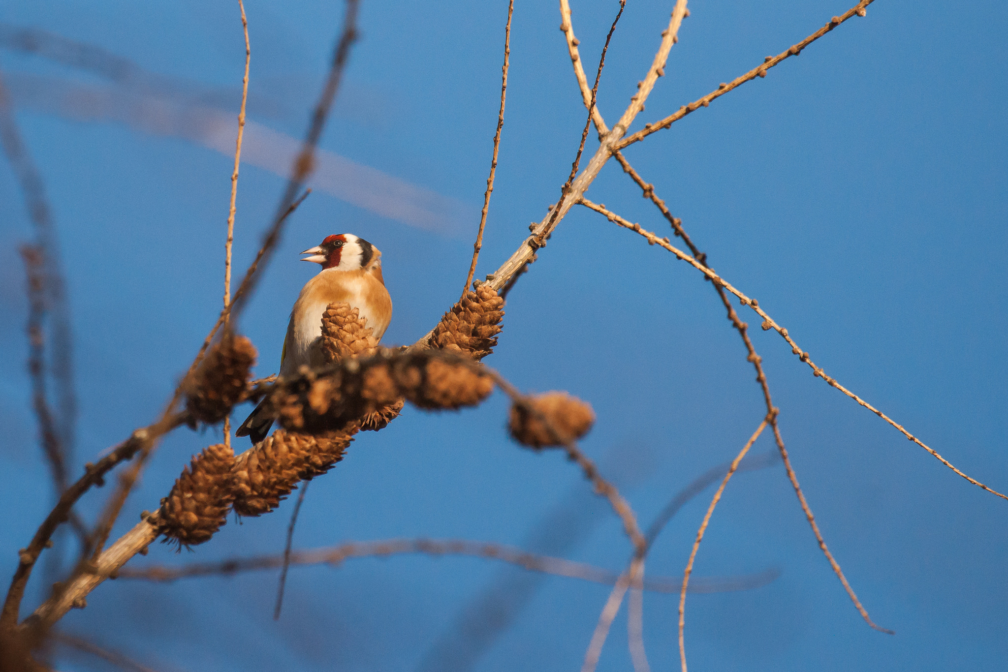 Sony Alpha DSLR-A900 + Sony 70-400mm F4-5.6 G SSM sample photo. Carduelis carduelis, szczygieł photography