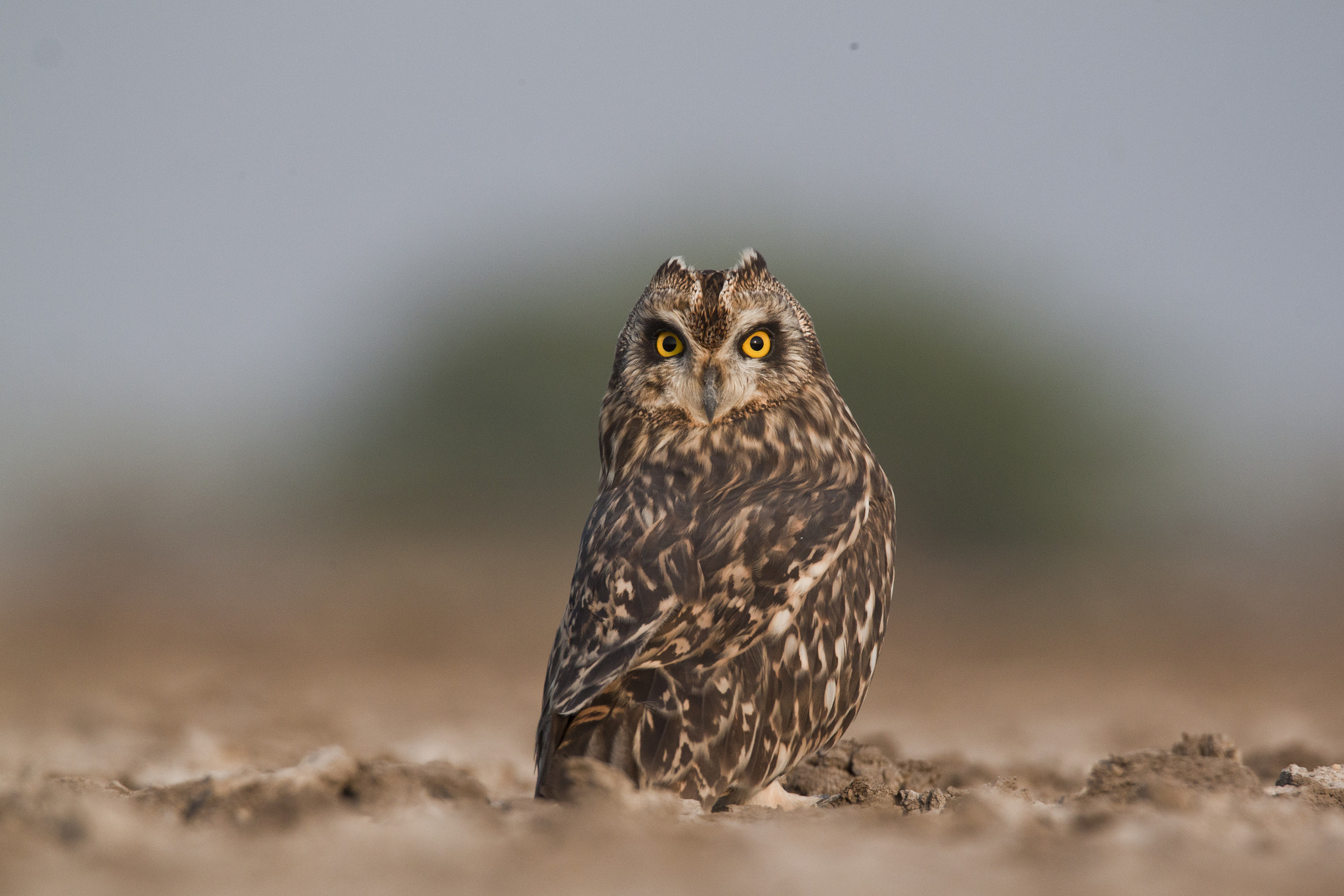 Canon EOS 500D (EOS Rebel T1i / EOS Kiss X3) sample photo. Short-eared owl photography