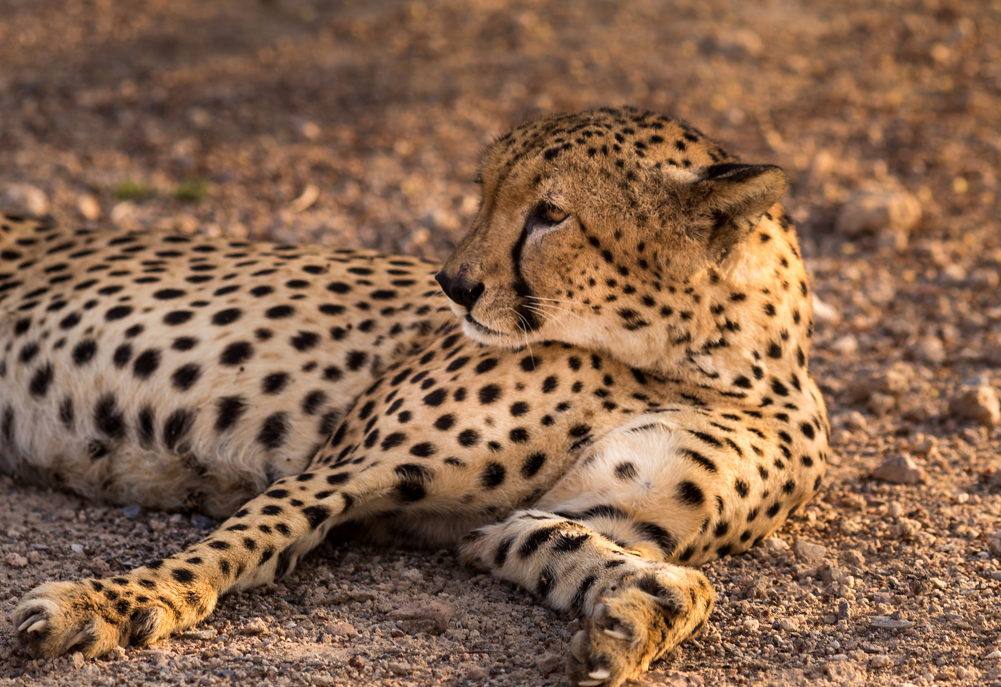 Canon EF 200mm F2.8L II USM sample photo. Cheetah photography