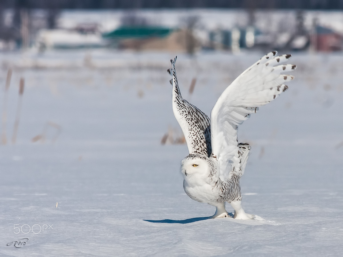 Canon EOS 40D + Canon EF 400mm F5.6L USM sample photo. Snowy owl photography