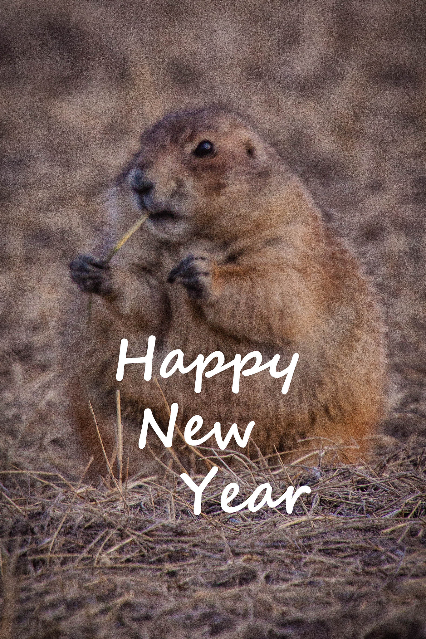 Canon EF 100-400mm F4.5-5.6L IS USM sample photo. Happy new year photography