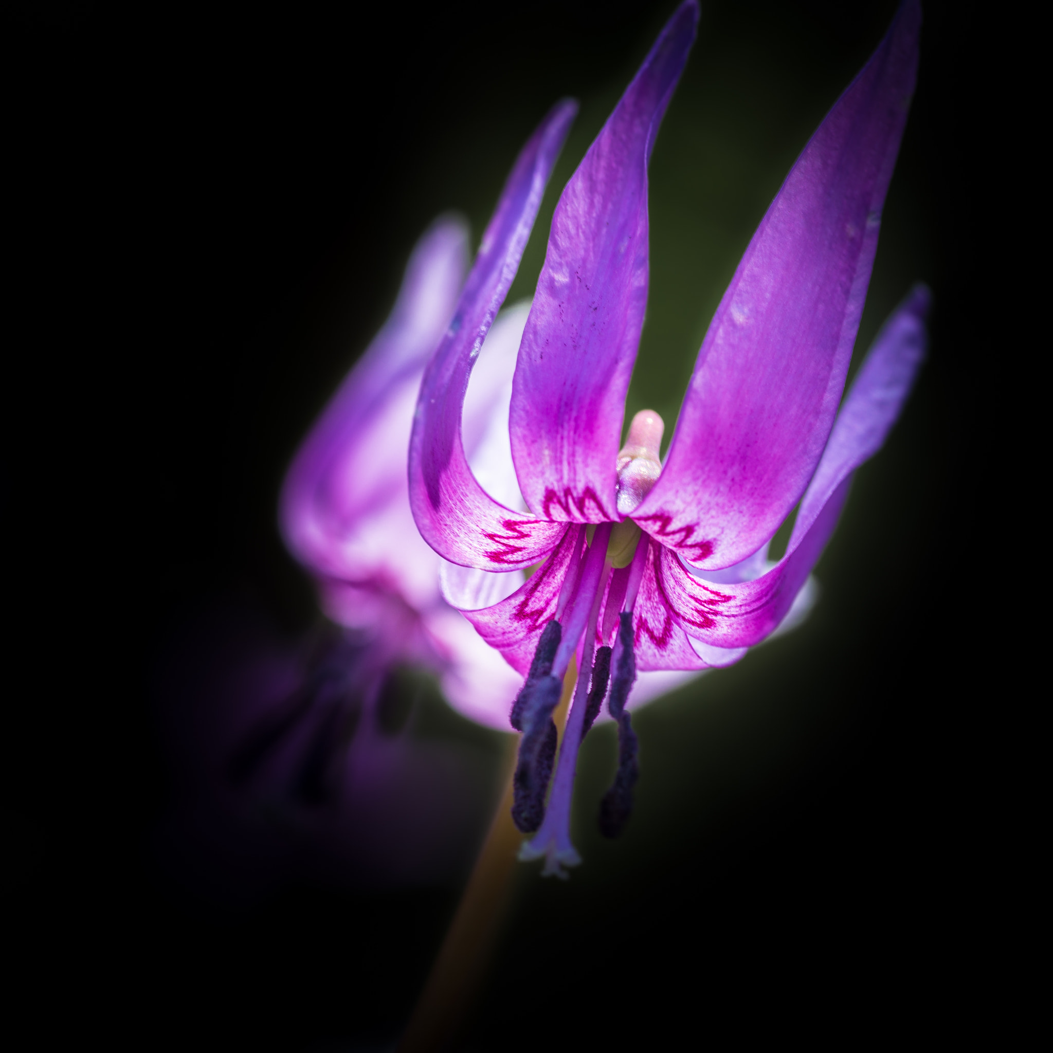 Tamron SP AF 90mm F2.8 Di Macro sample photo. Erythronium japonicum photography