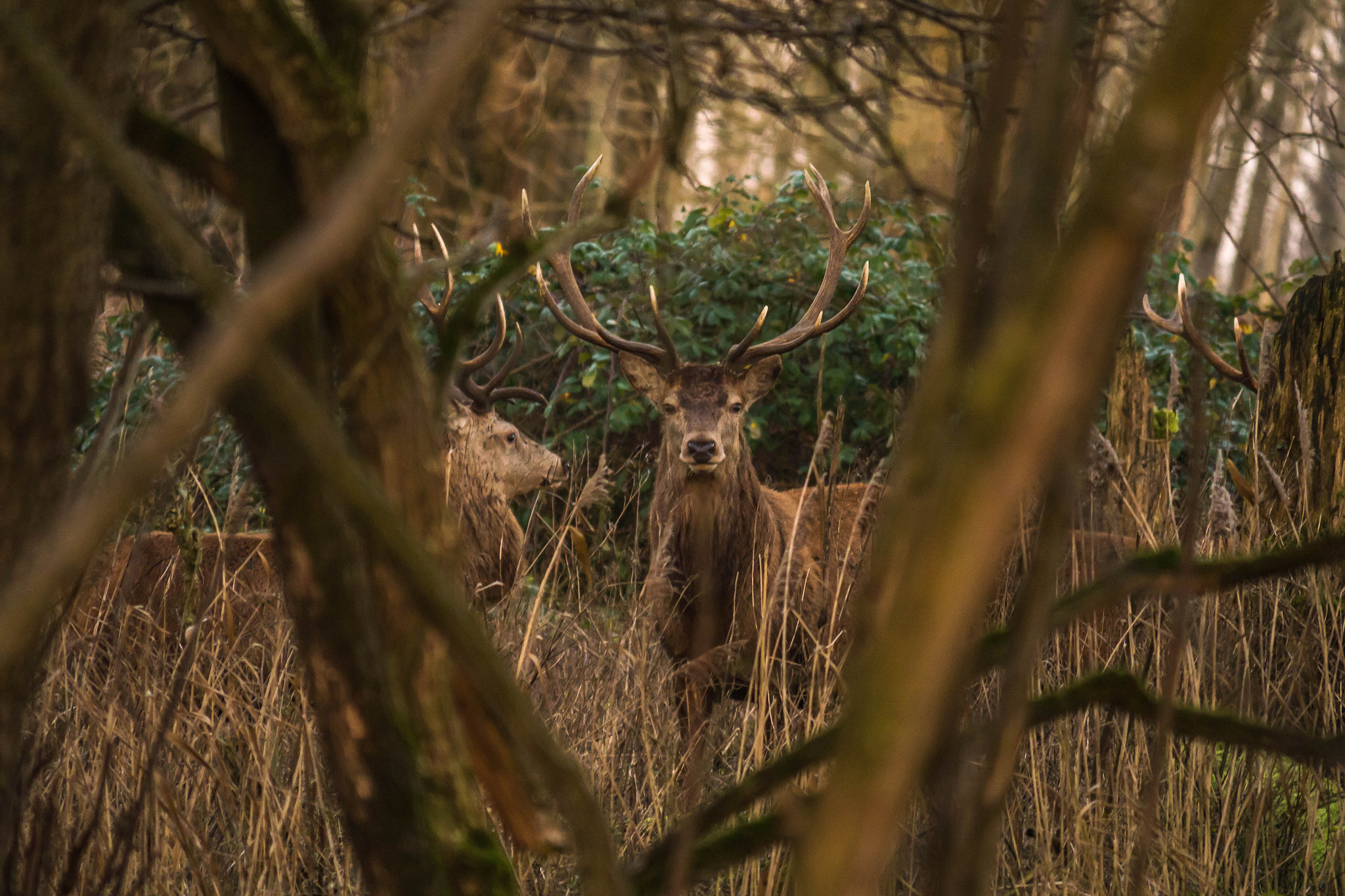 Panasonic Lumix DMC-G6 sample photo. Red deer photography