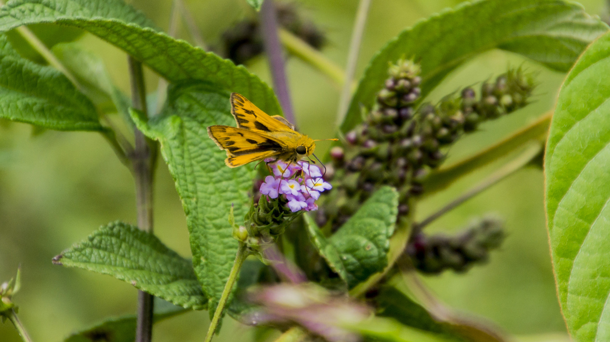Tamron 16-300mm F3.5-6.3 Di II VC PZD Macro sample photo. Mariposa photography